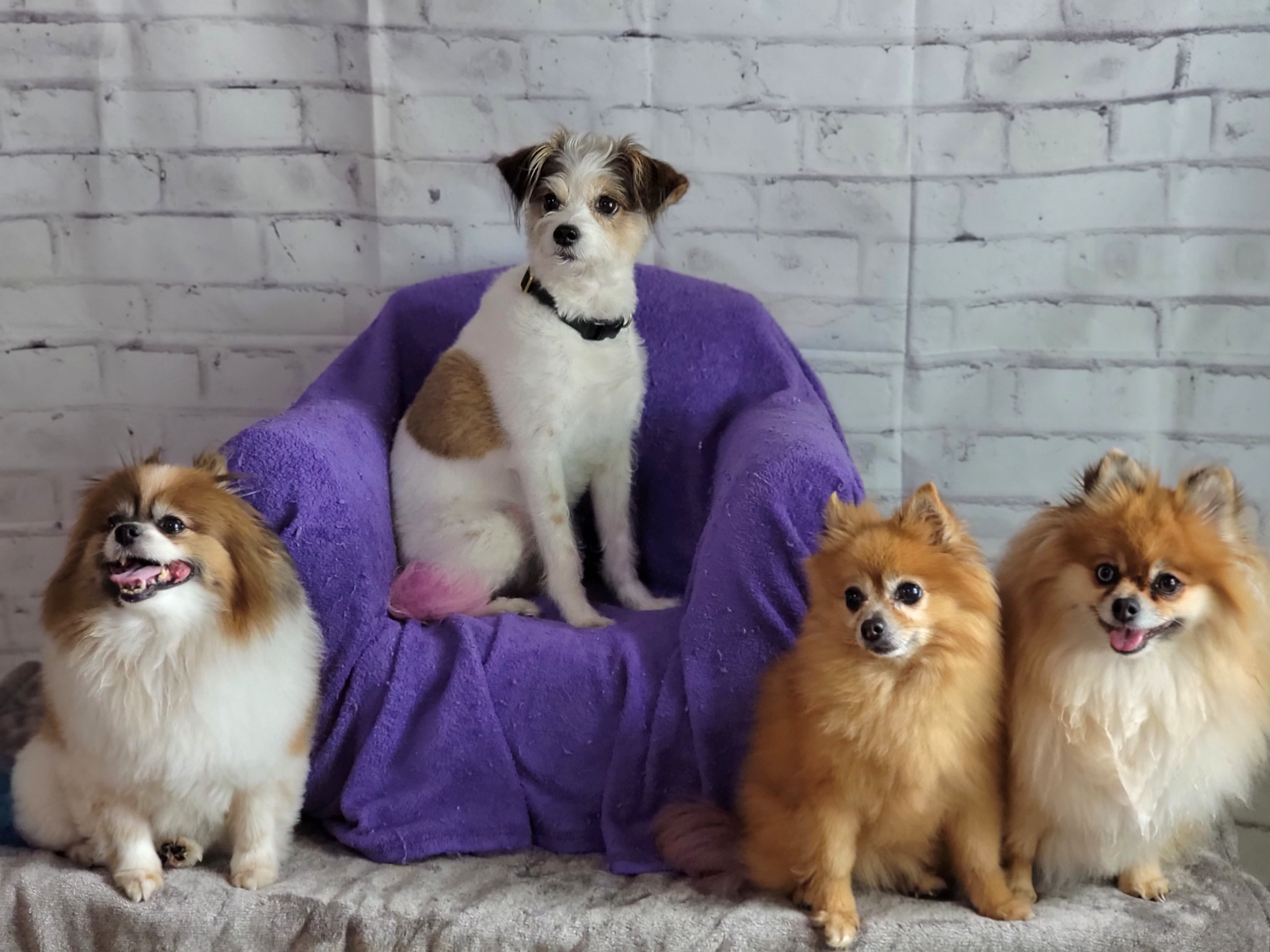 Yale Street Dog House - Pet groomer in Houston, TX