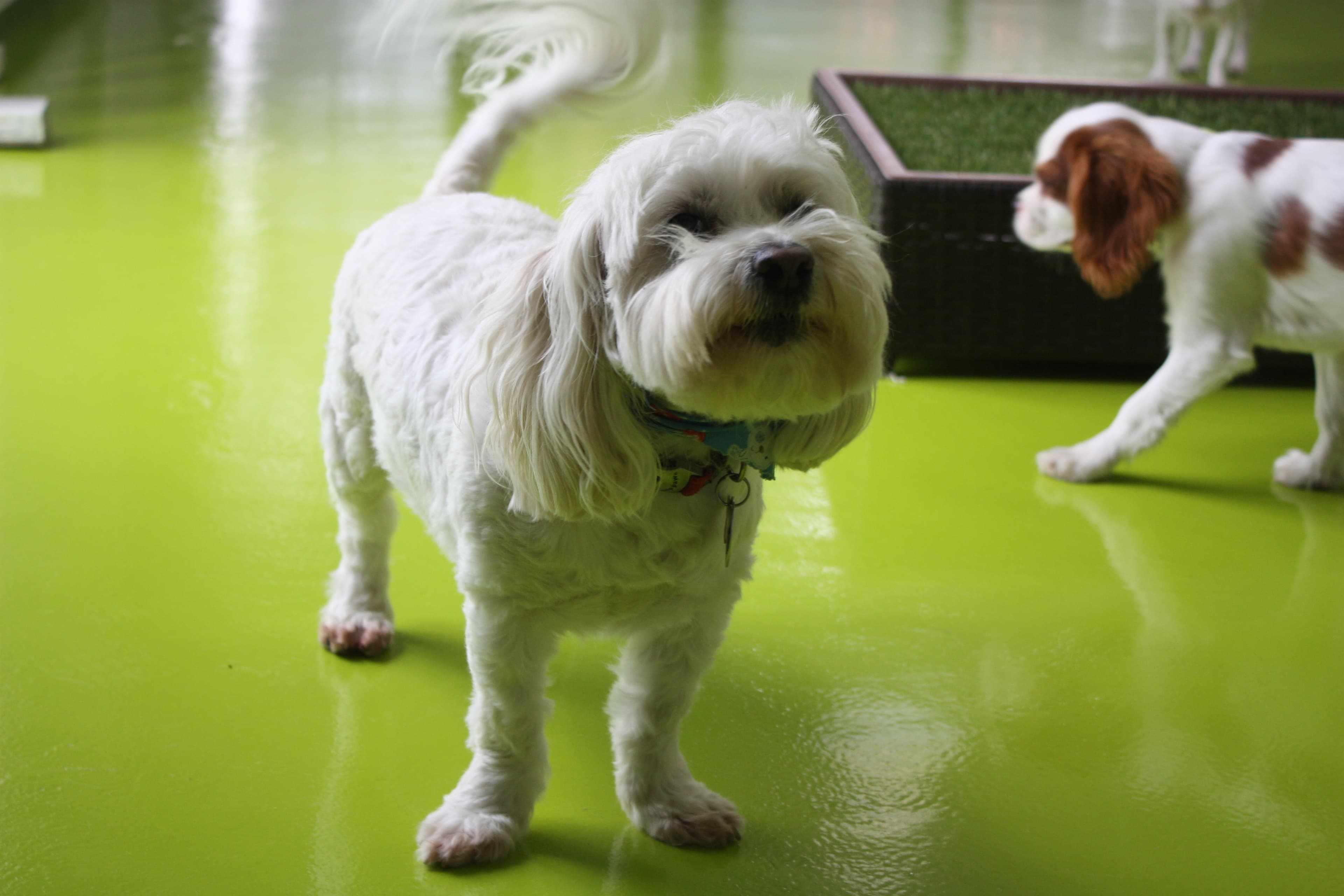 Korob Pet Hotel - Pet groomer in Houston, TX