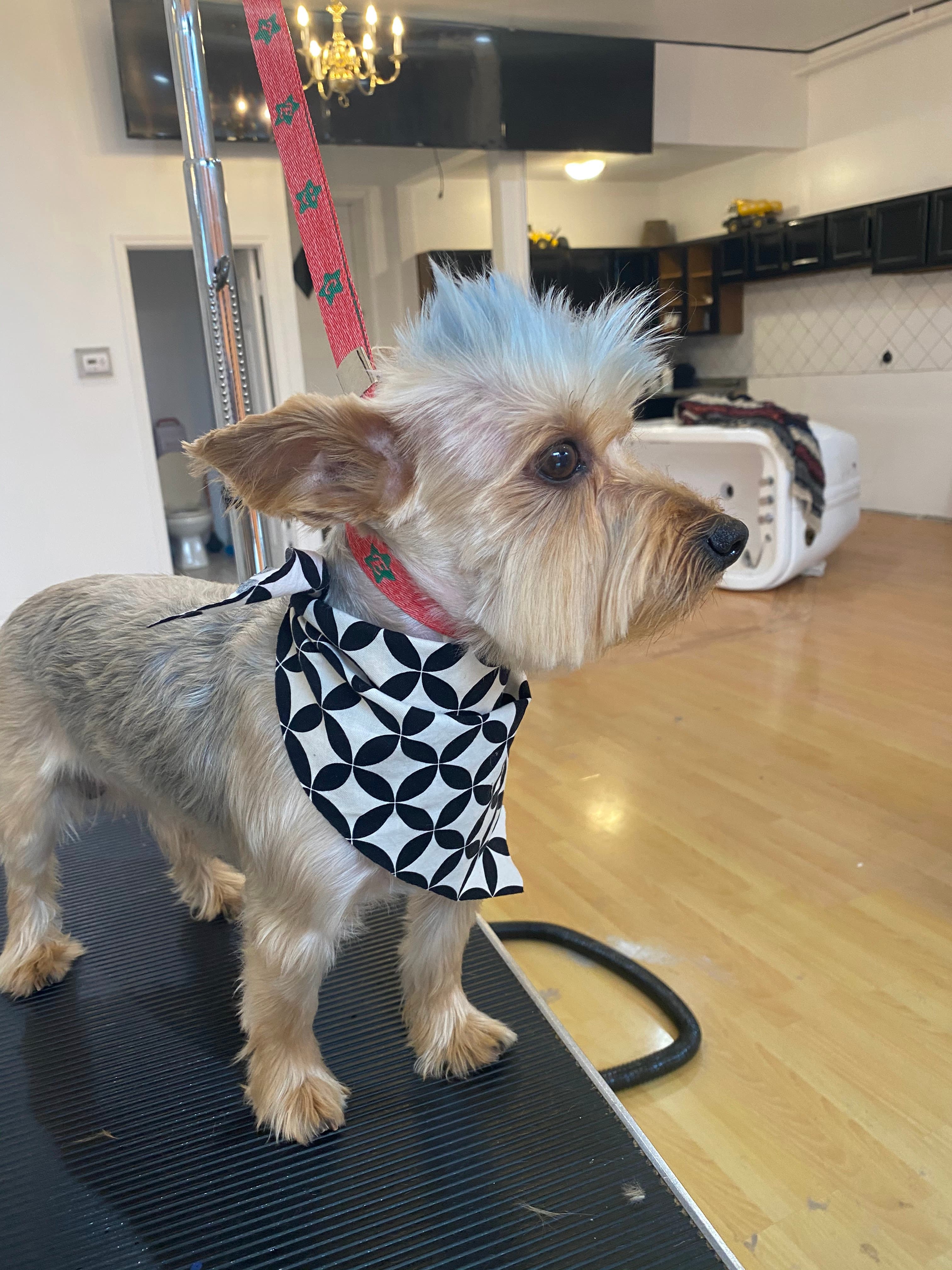 Fancy Paws Grooming Salon - Pet groomer in Chicago, IL