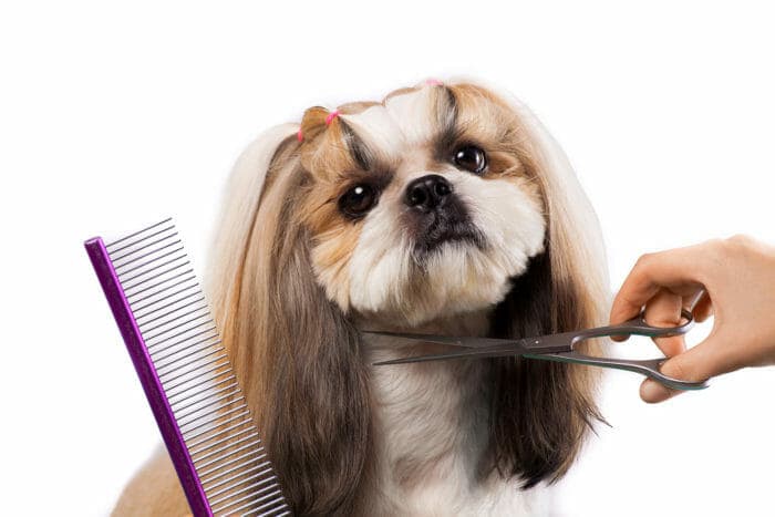 Furry Land Mobile Grooming Denver - Pet groomer in Denver, CO