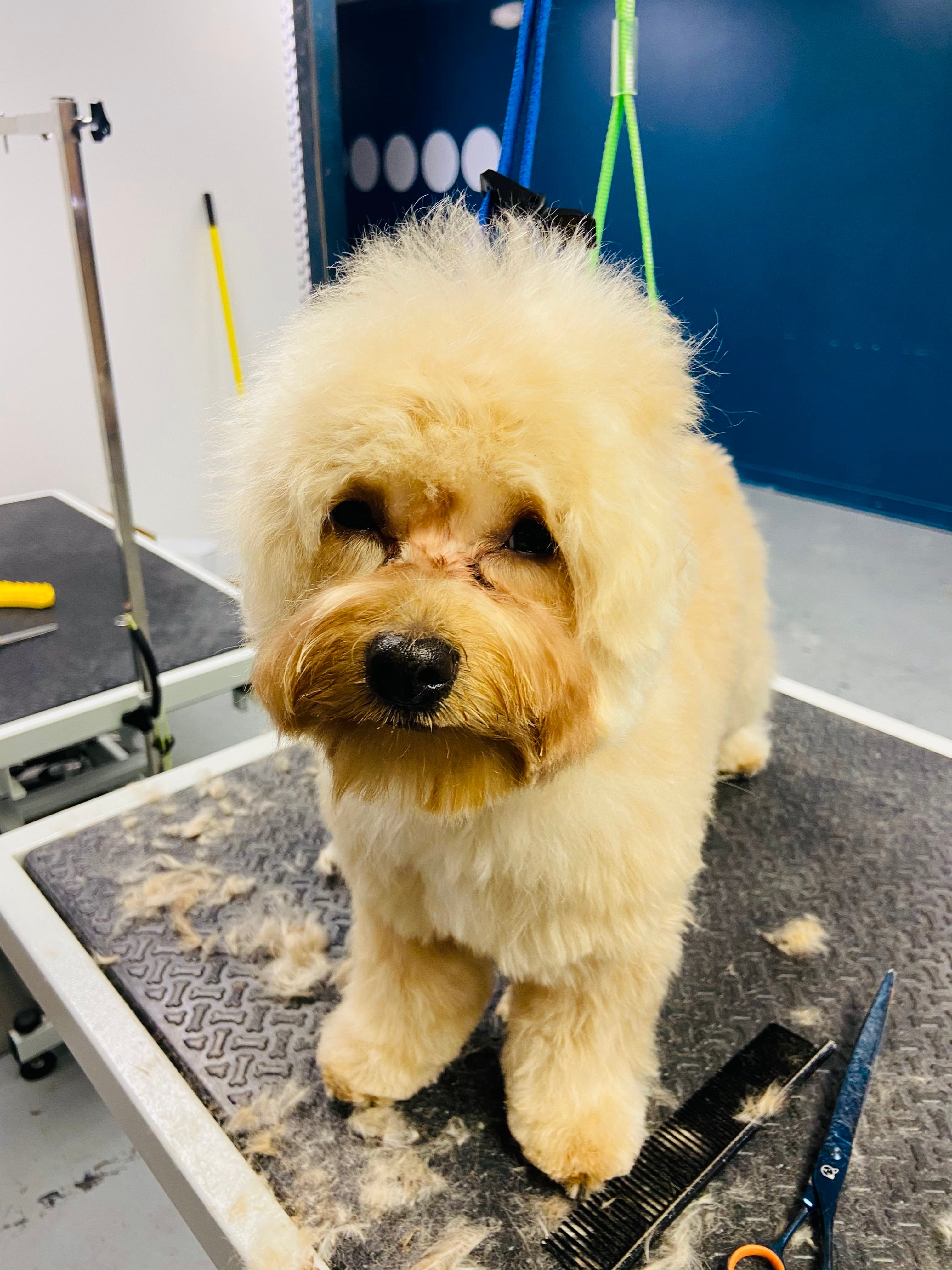 Pet, Rinse, Repeat Grooming, Mobile, Salon & Boarding - Pet groomer in North Kansas City, MO