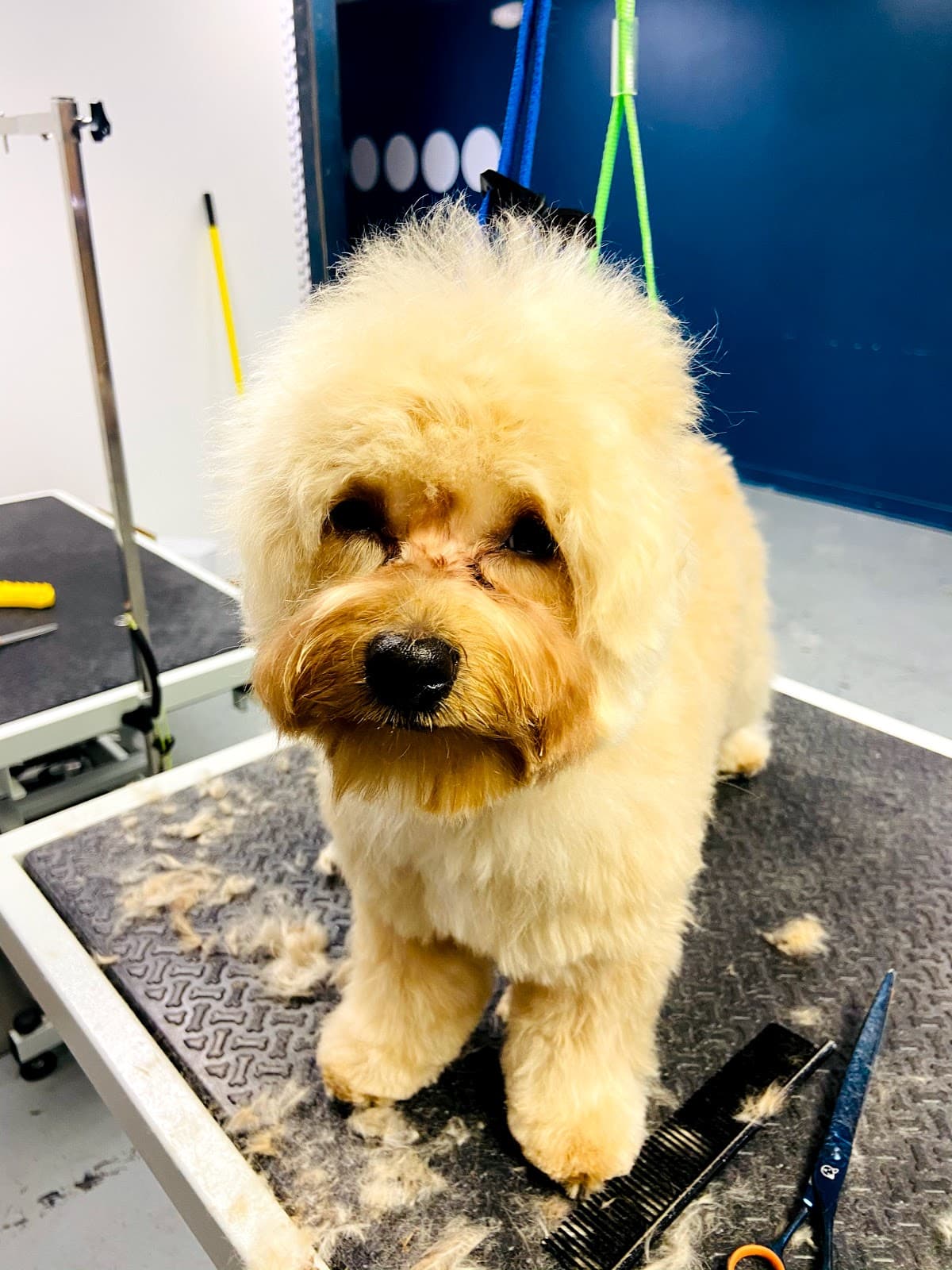 Pet, Rinse, Repeat Grooming, Mobile, Salon & Boarding - Pet groomer in North Kansas City, MO