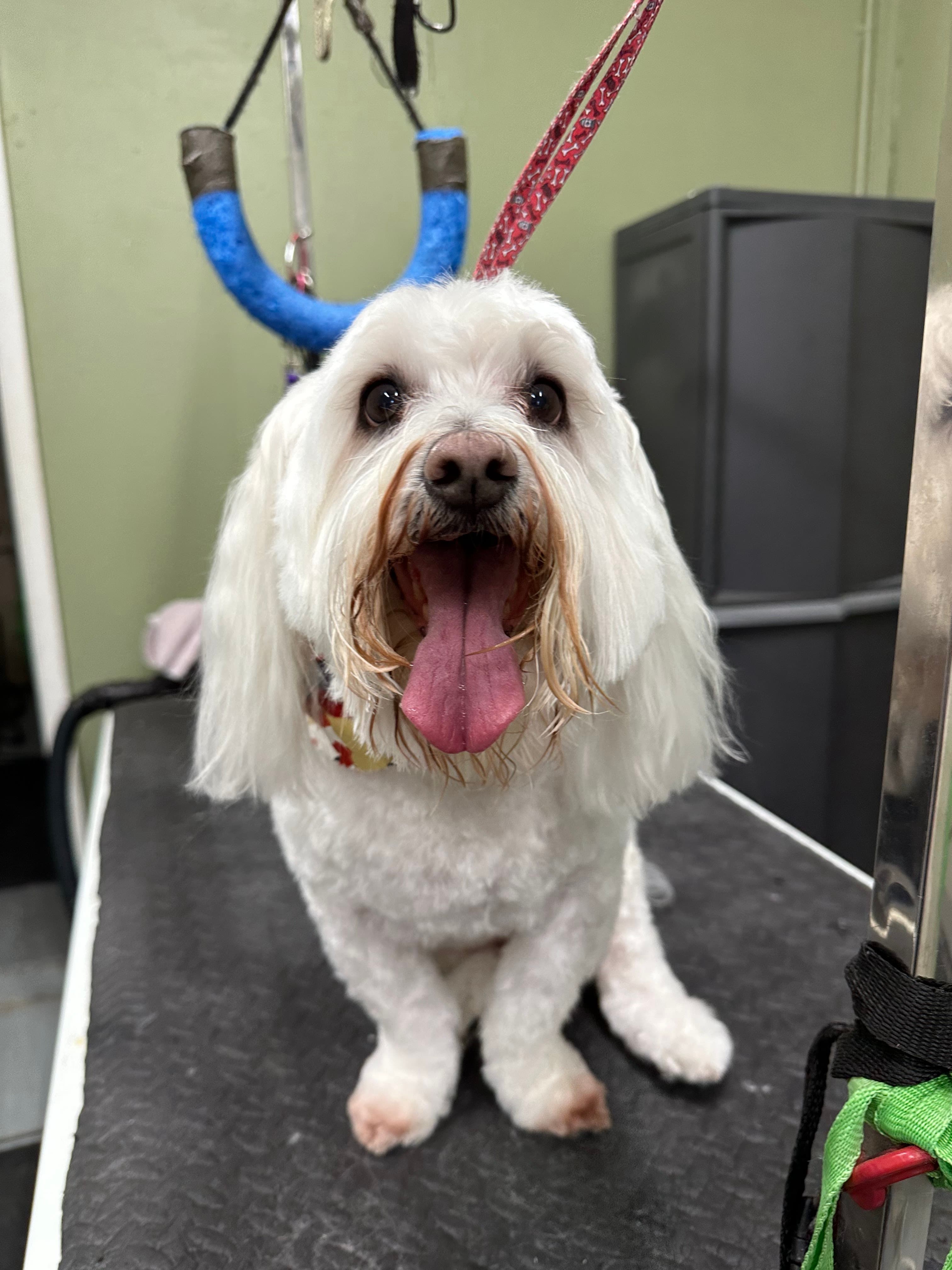 The Grooming Loft by Sophie - Pet groomer in Lakewood, OH