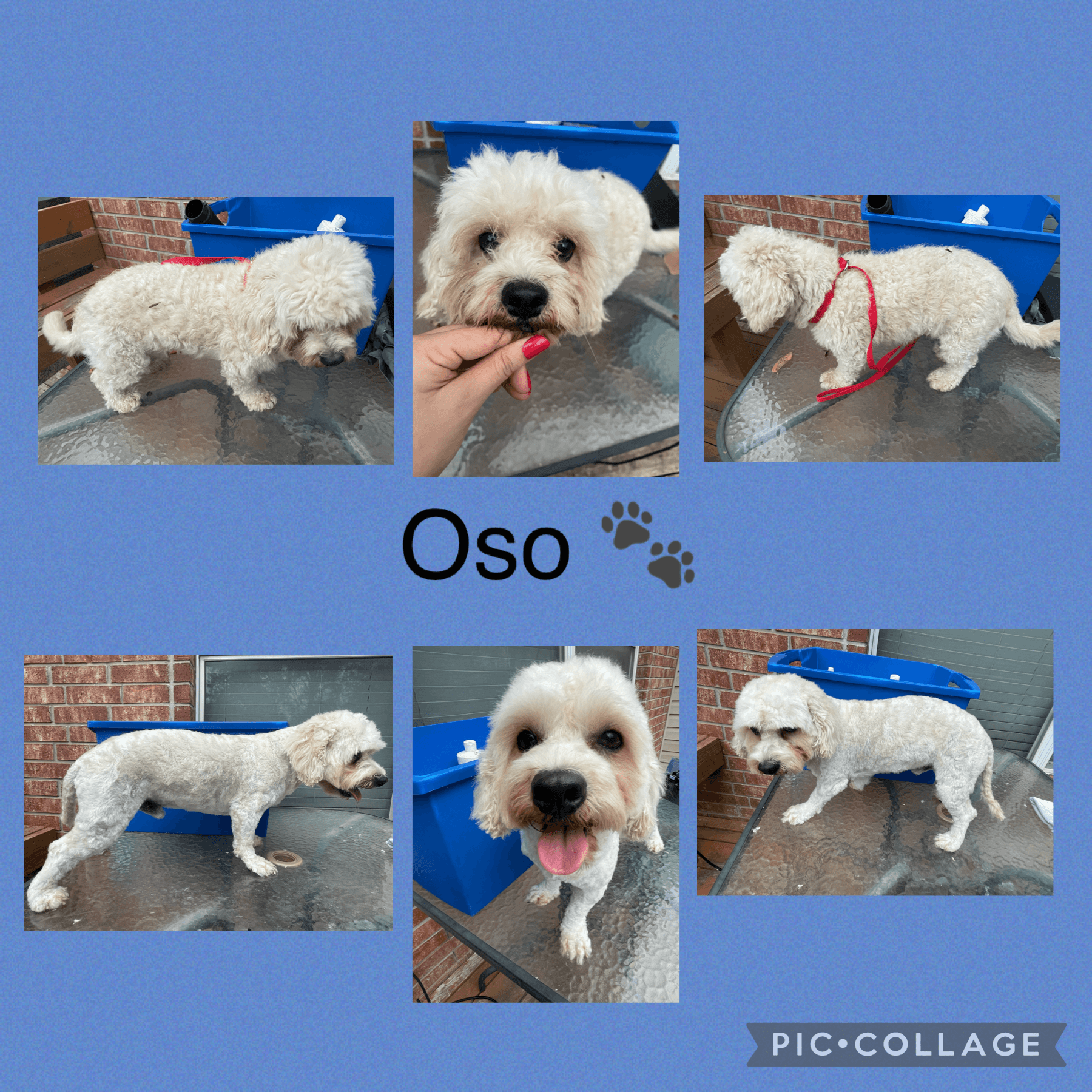 Dusty's Grooming and Spa! - Pet groomer in San Antonio, TX