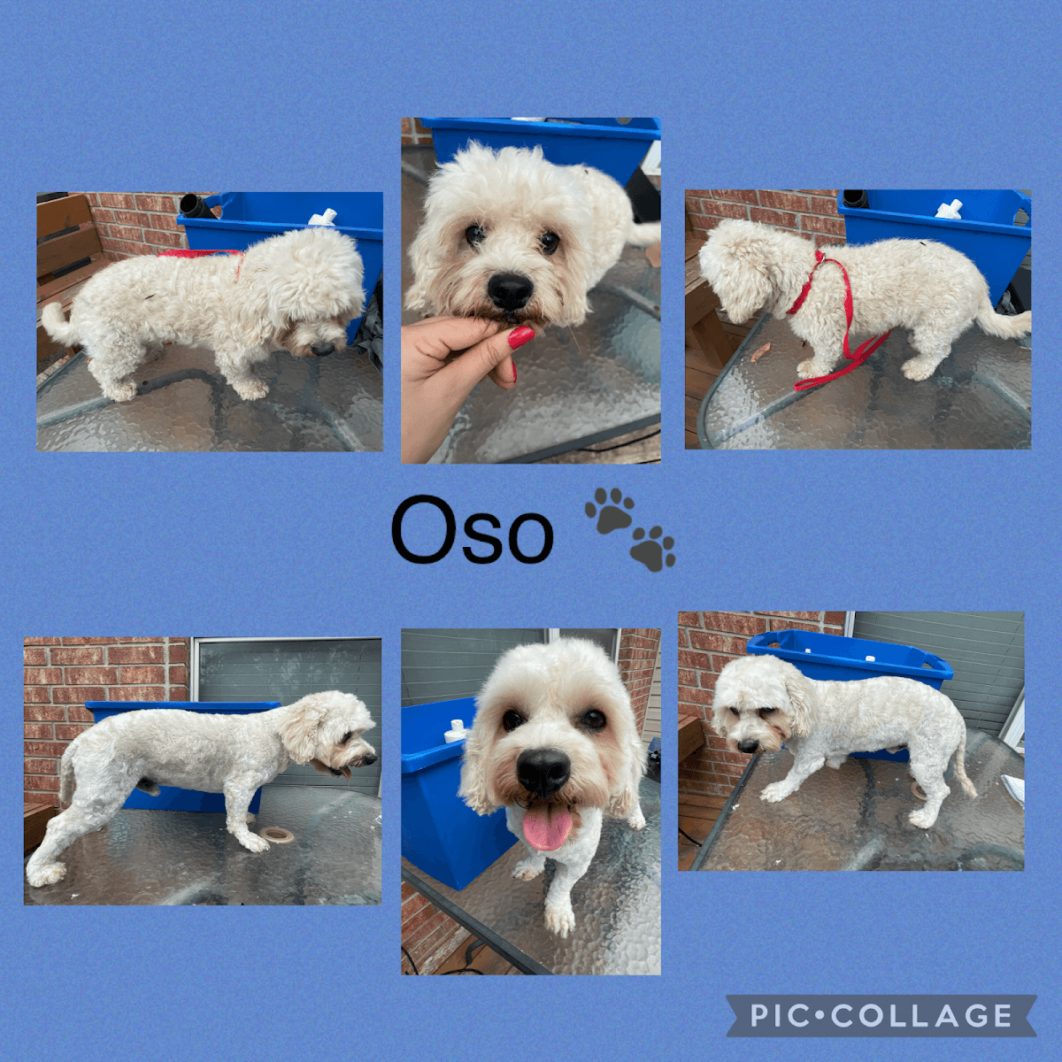 Dusty's Grooming and Spa! - Pet groomer in San Antonio, TX