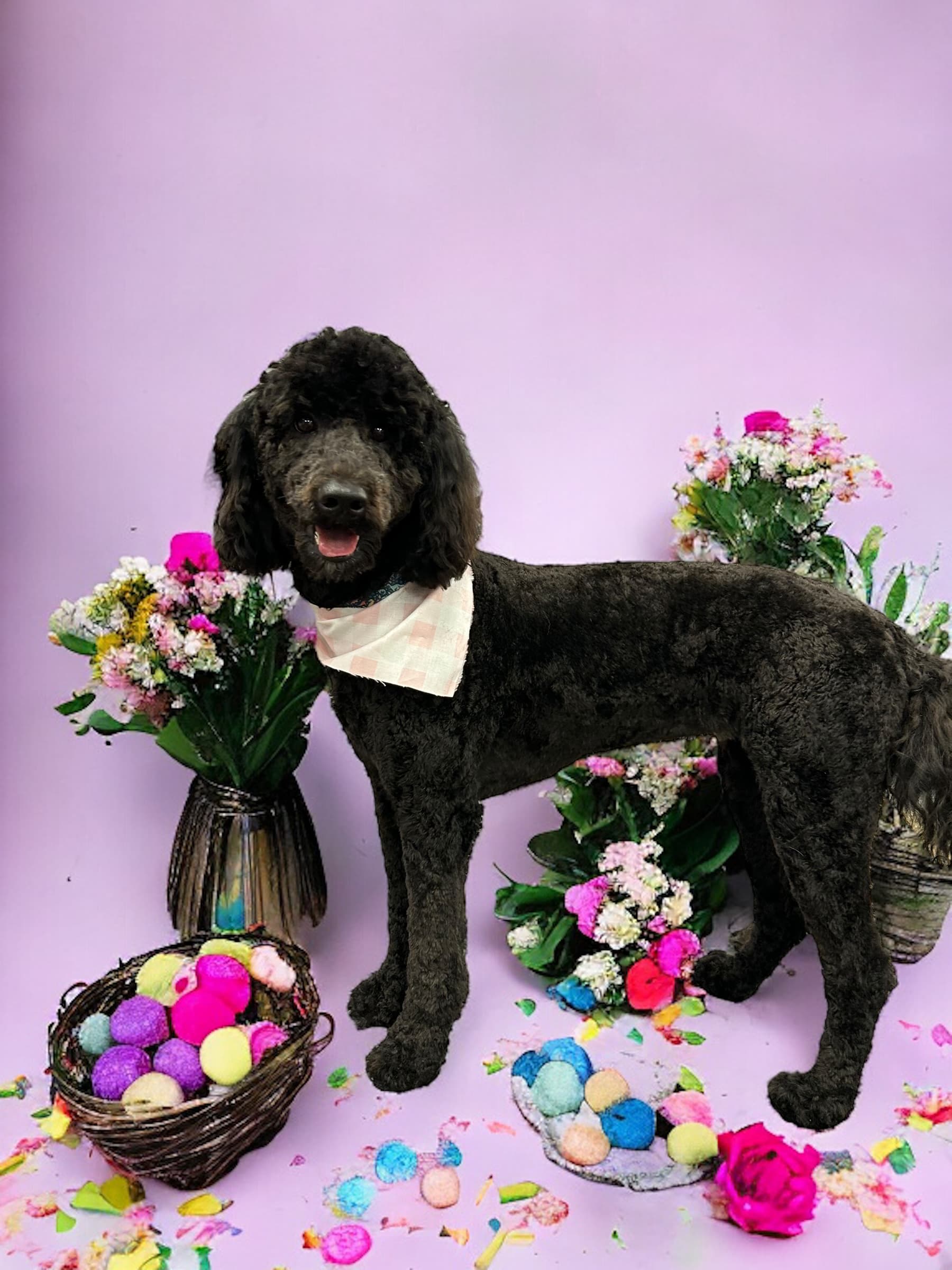 Linwoodd Grooming + Pet Resort - Pet groomer in San Antonio, TX
