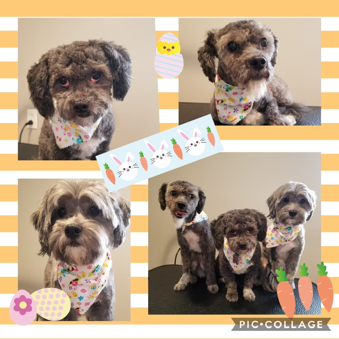 Anchored Paws Grooming & Retail - Pet groomer in Chicago, IL