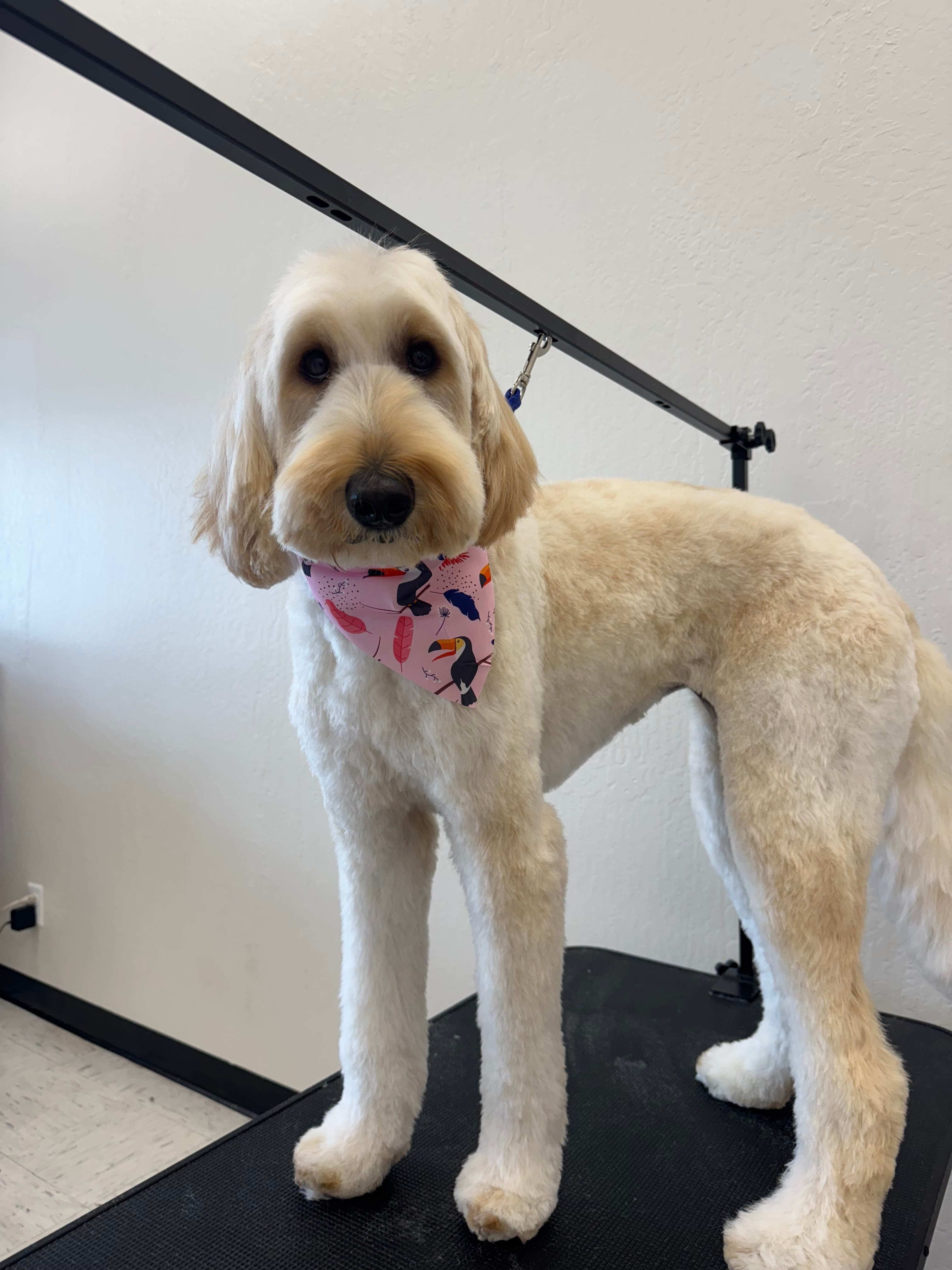 FurEver Fresh Pet salon - Pet groomer in Sacramento, CA