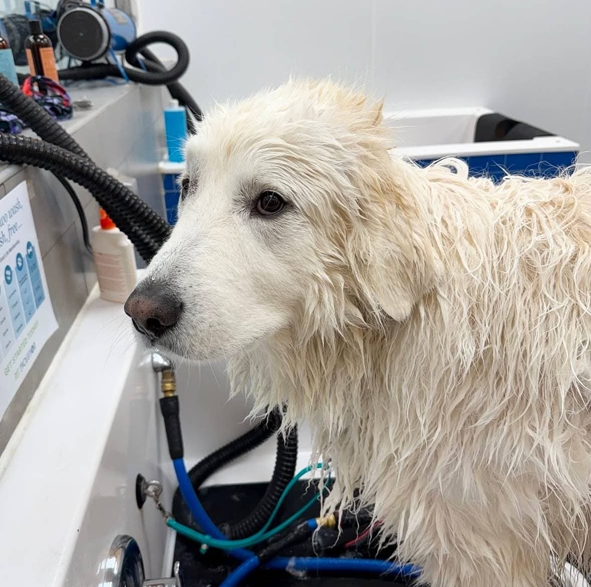 Pet Evolution - Arden Hills, MN - Grooming | Self-Wash | Healthy Food | Mobile Nail Trim - Pet groomer in Arden Hills, MN