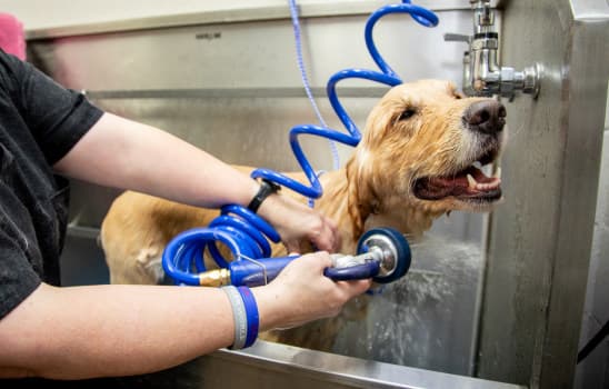 We come to you, Pet Groomer - Pet groomer in New York, NY