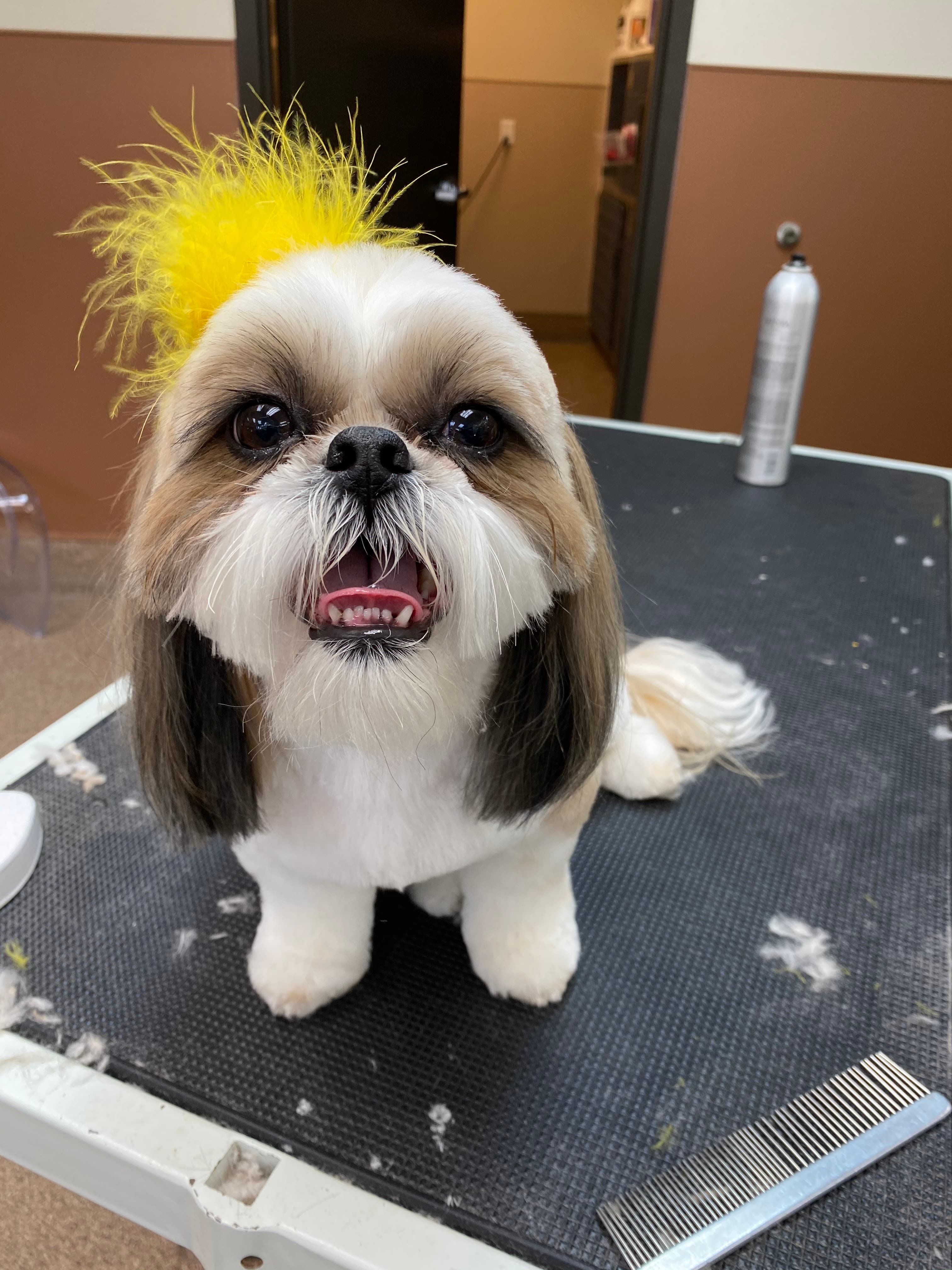 Haus of Dogs - Pet groomer in Phoenix, AZ