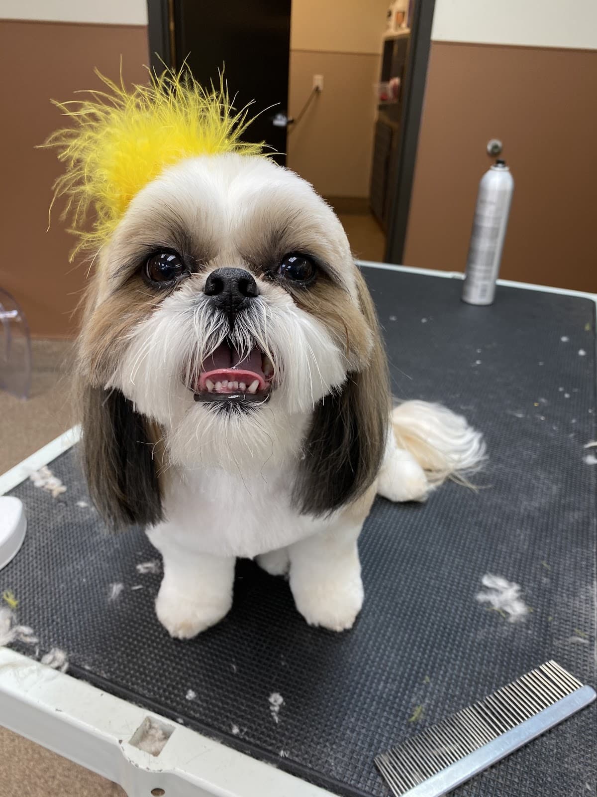 Haus of Dogs - Pet groomer in Phoenix, AZ
