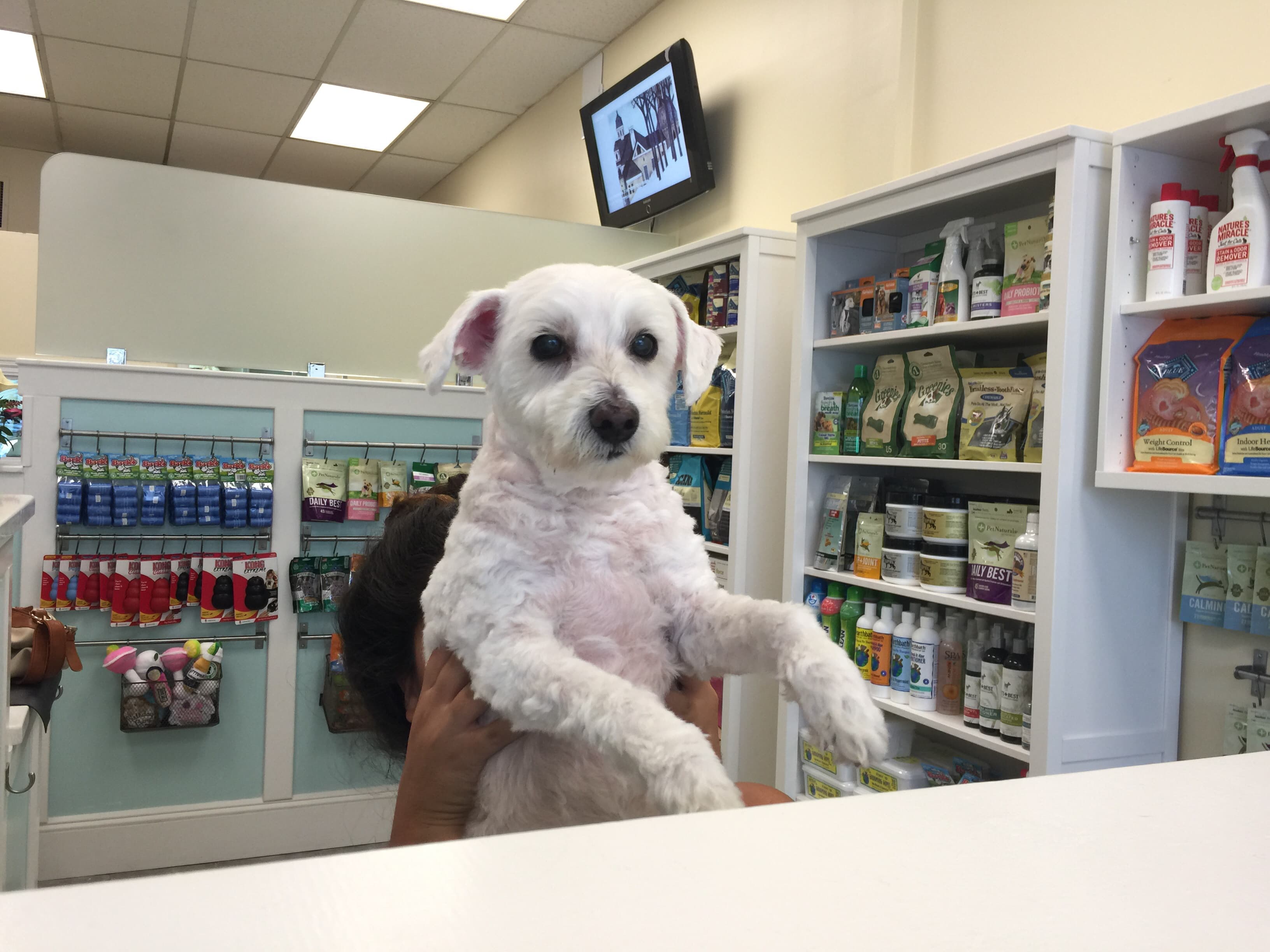 Marie's Pet Grooming - Pet groomer in Fresh Meadows, NY
