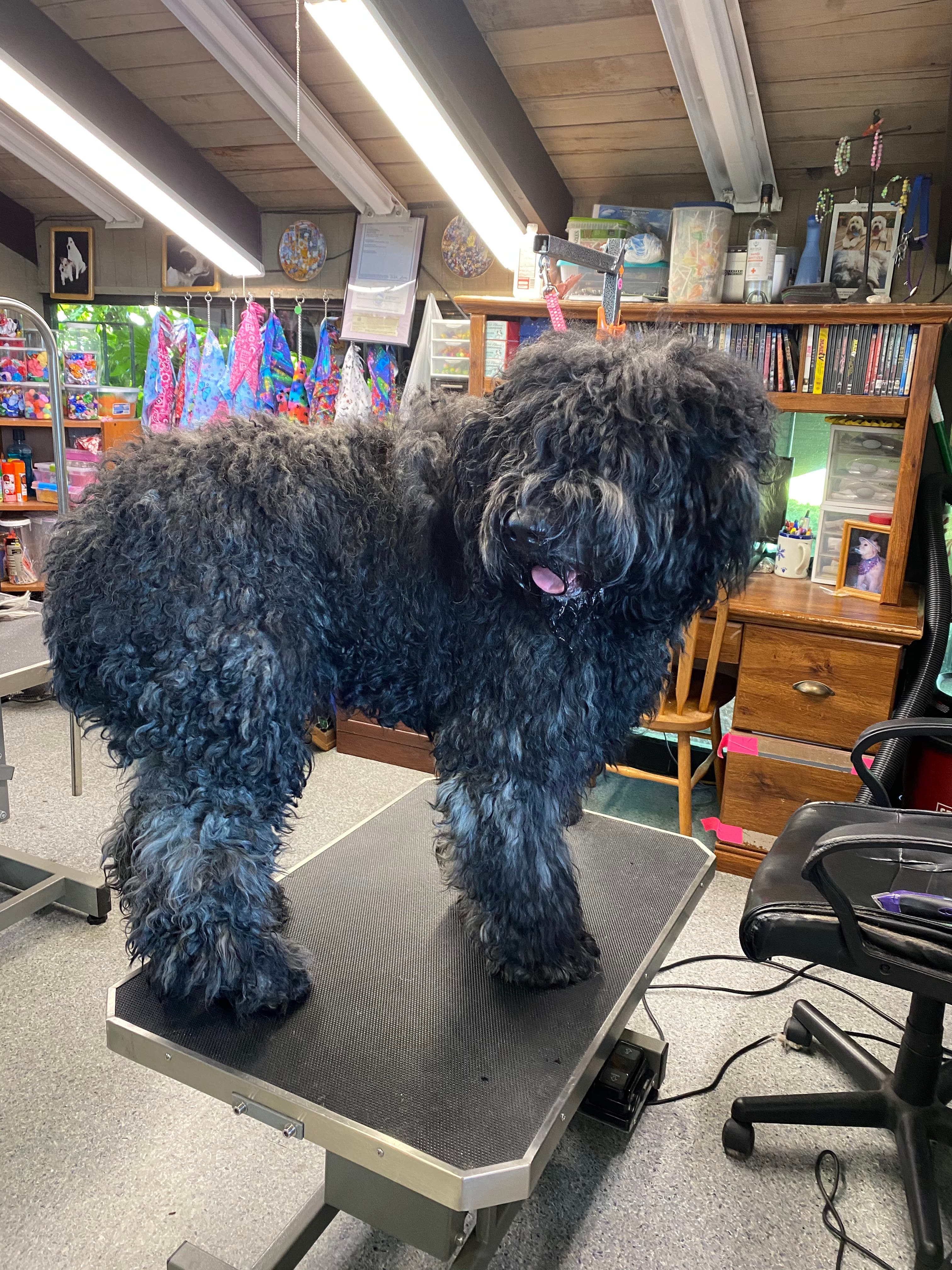 A Cut Above Dog Grooming - Pet groomer in Lakewood, WA