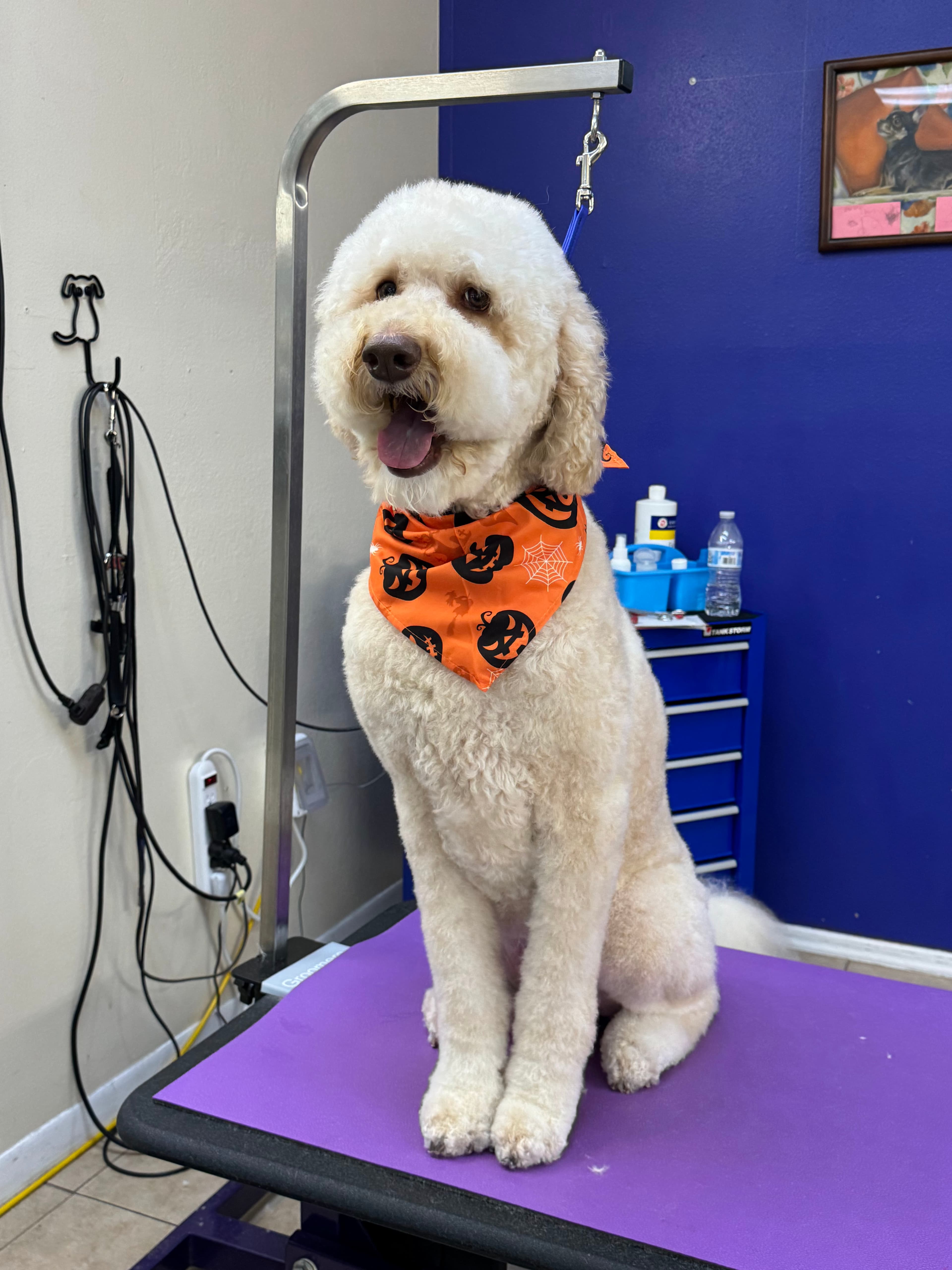Aunt B's Pet Grooming - Pet groomer in Orlando, FL