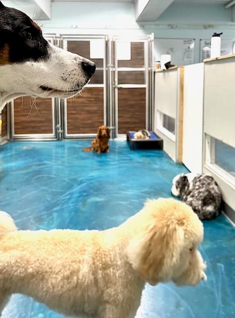Buddy's Dog Den - Pet groomer in New York, NY