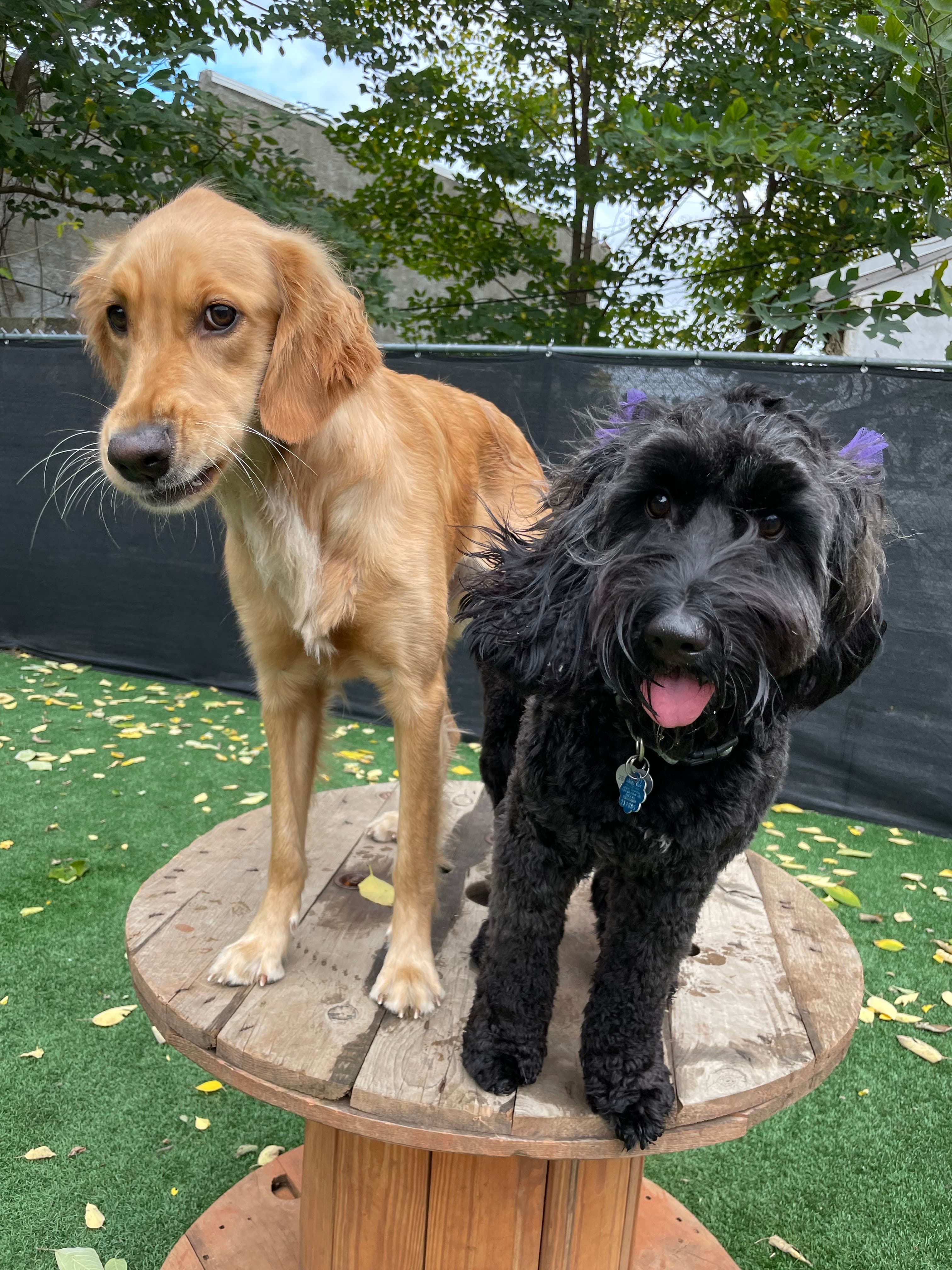 BarkPark West - Pet groomer in Philadelphia, PA