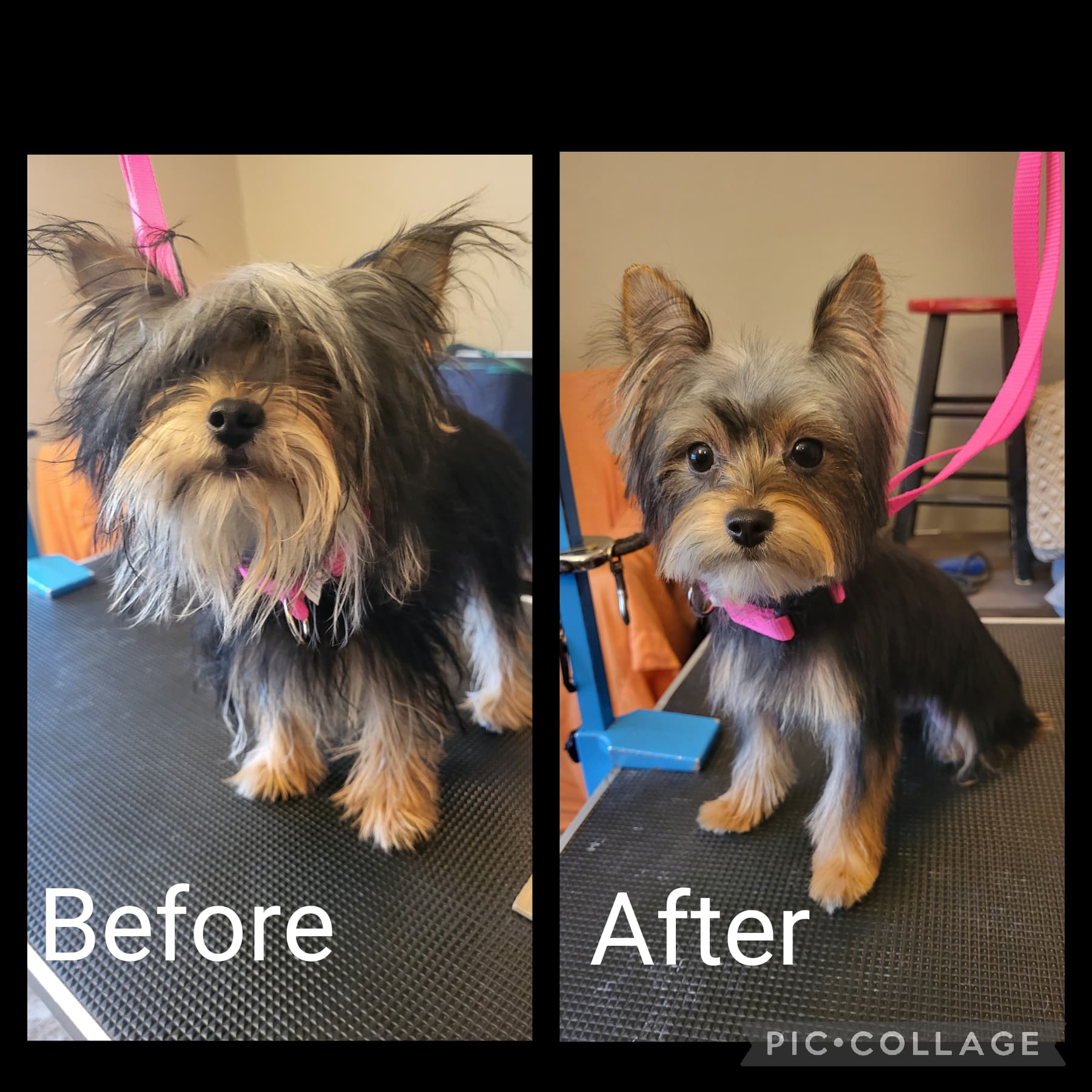 Mel's Paw Spaw - Pet groomer in Cincinnati, OH