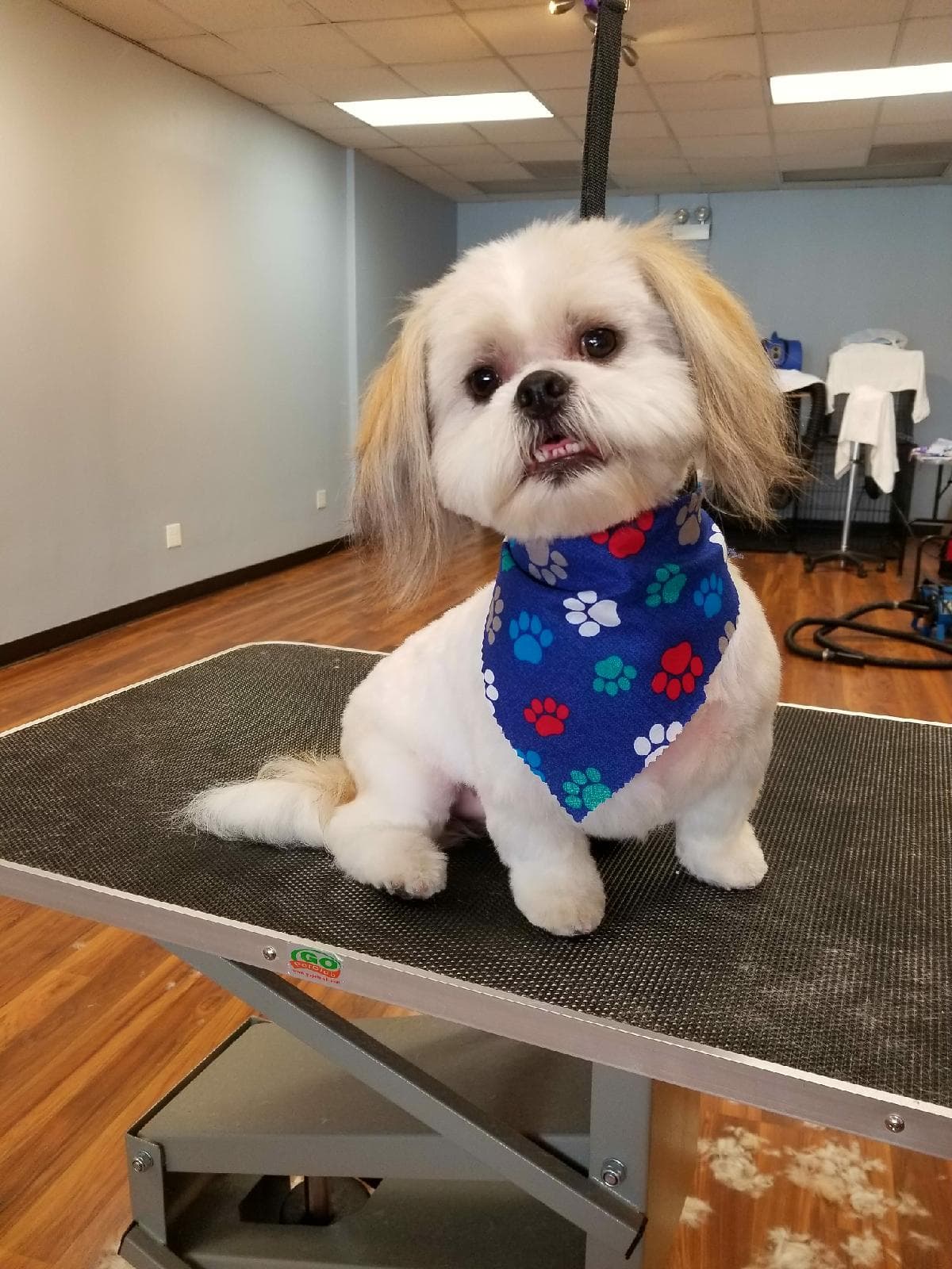 iBark Grooming Salon - Pet groomer in Chicago, IL