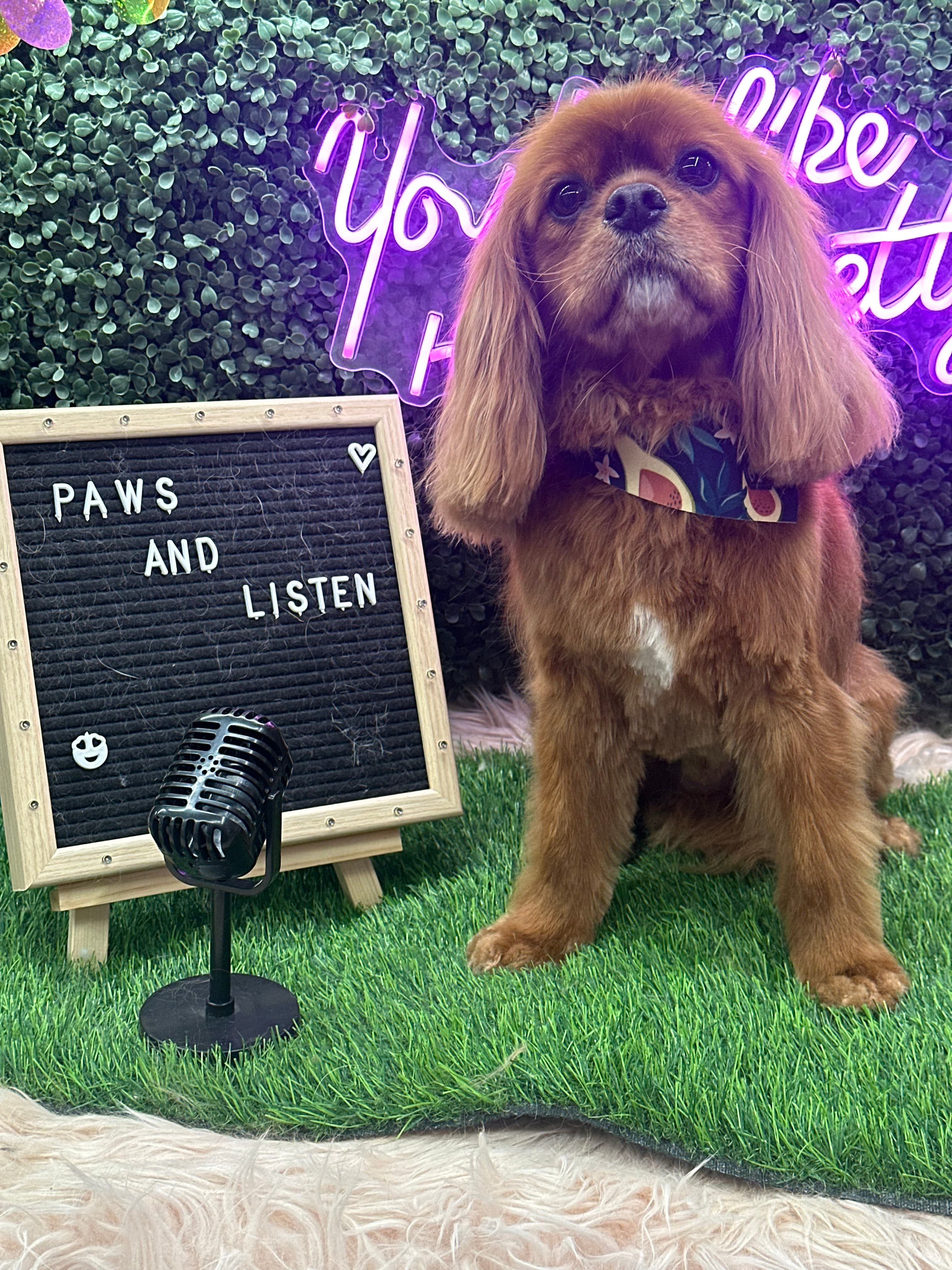 Hair of the dog pet spa - Pet groomer in Ridgewood, NY