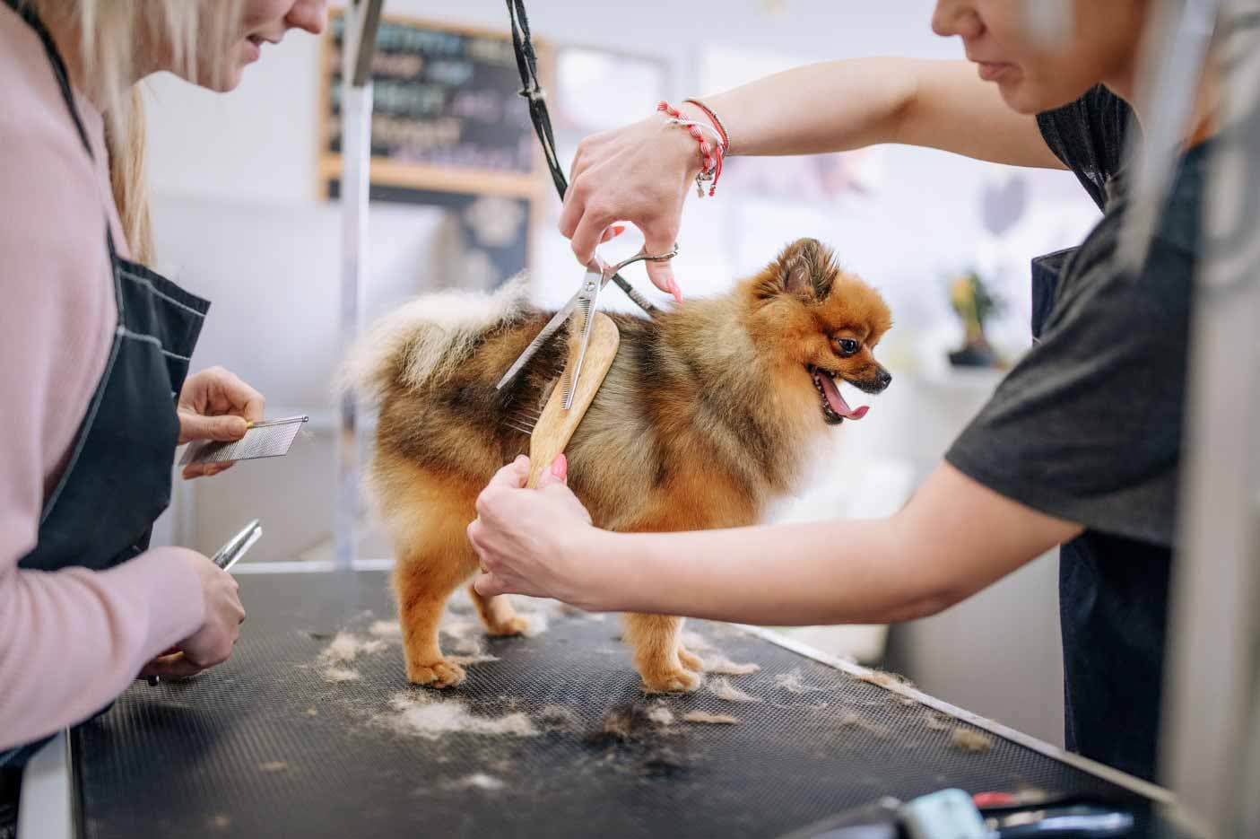 petbar Boutique - Preston Trail - Pet groomer in Dallas, TX