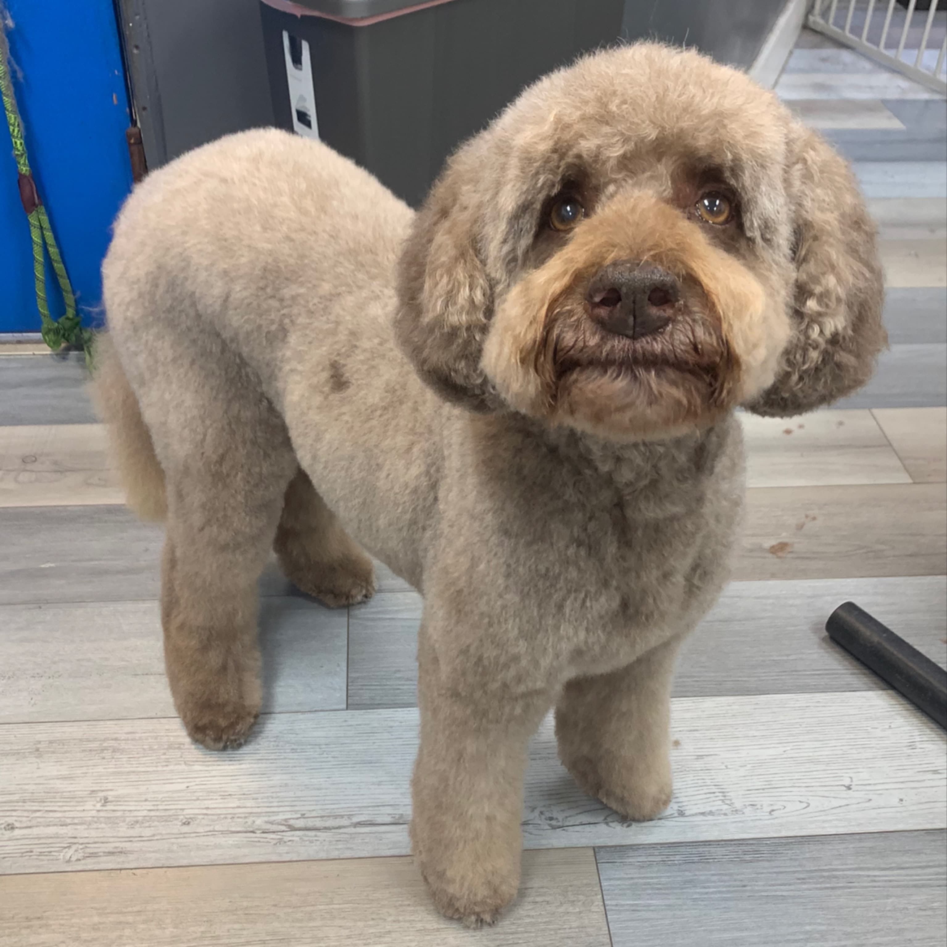 VIP Grooming - Pet groomer in San Francisco, CA