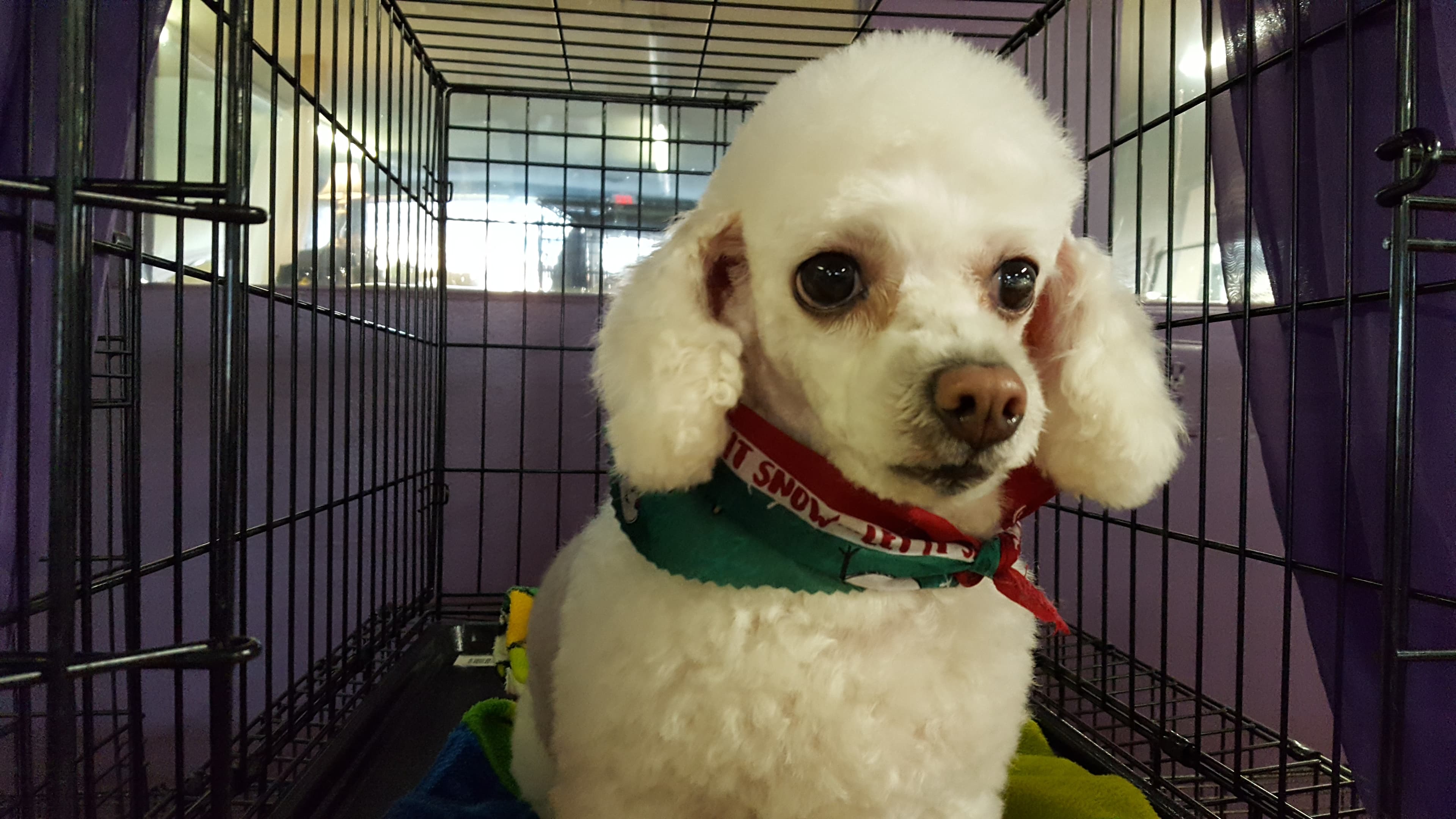 Four Paws Salon Inc. - Pet groomer in Dearborn, MI