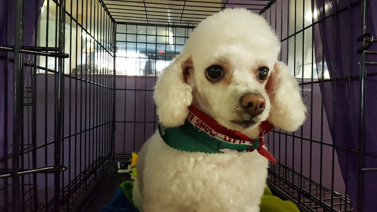 Four Paws Salon Inc. - Pet groomer in Dearborn, MI