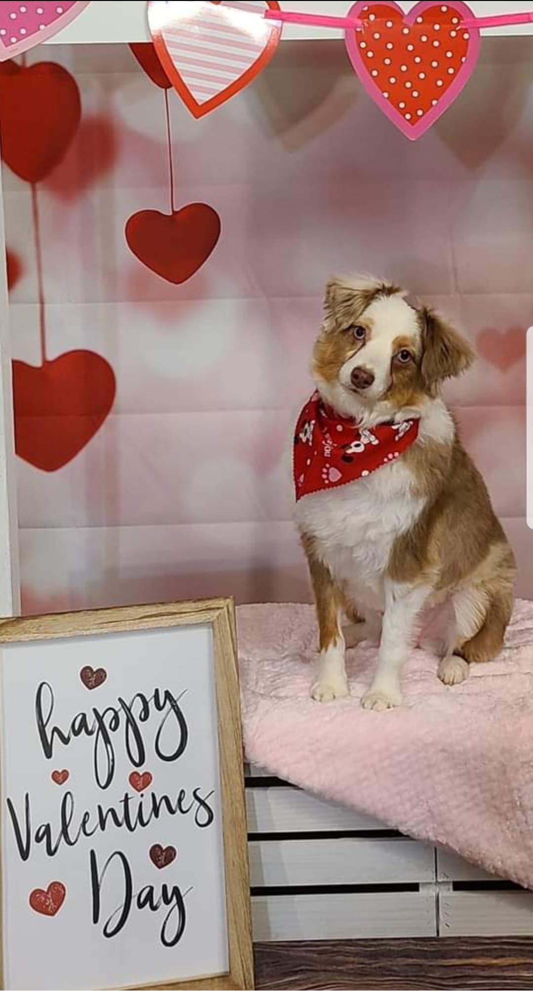 Kozy cuts - Pet groomer in Murfreesboro, TN