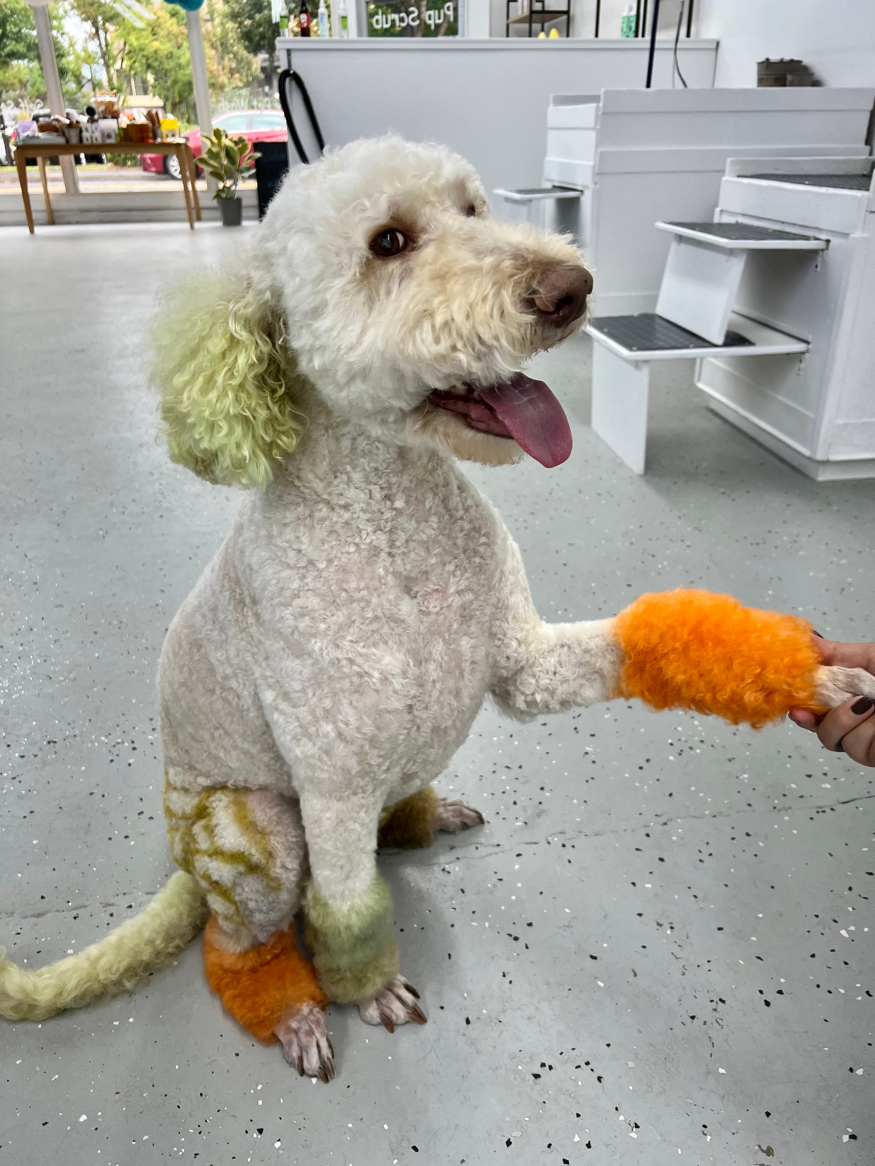 PupScrub - Pet groomer in Gresham, OR