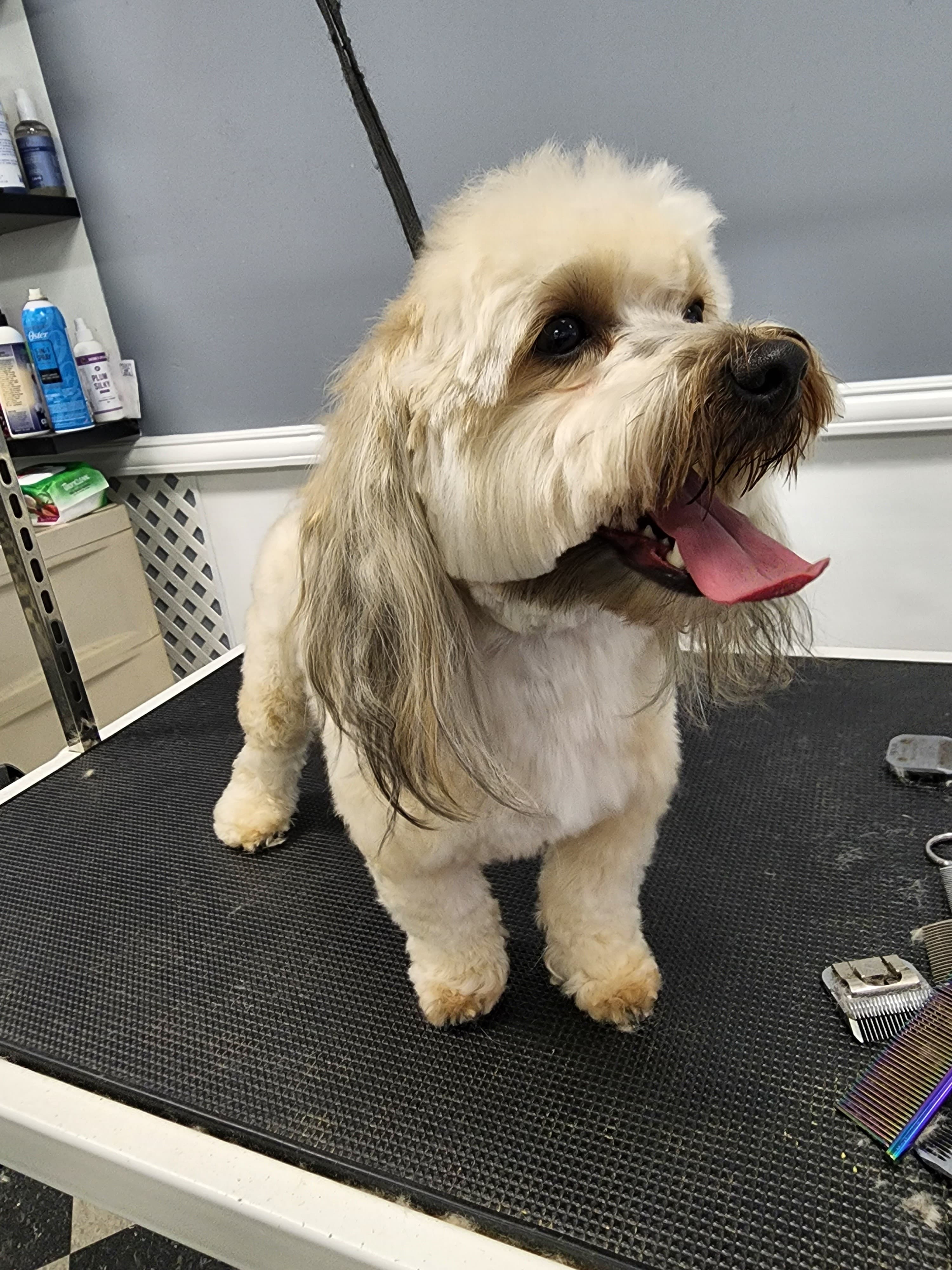 Dog-N-Suds Pet Grooming - Pet groomer in Westland, MI