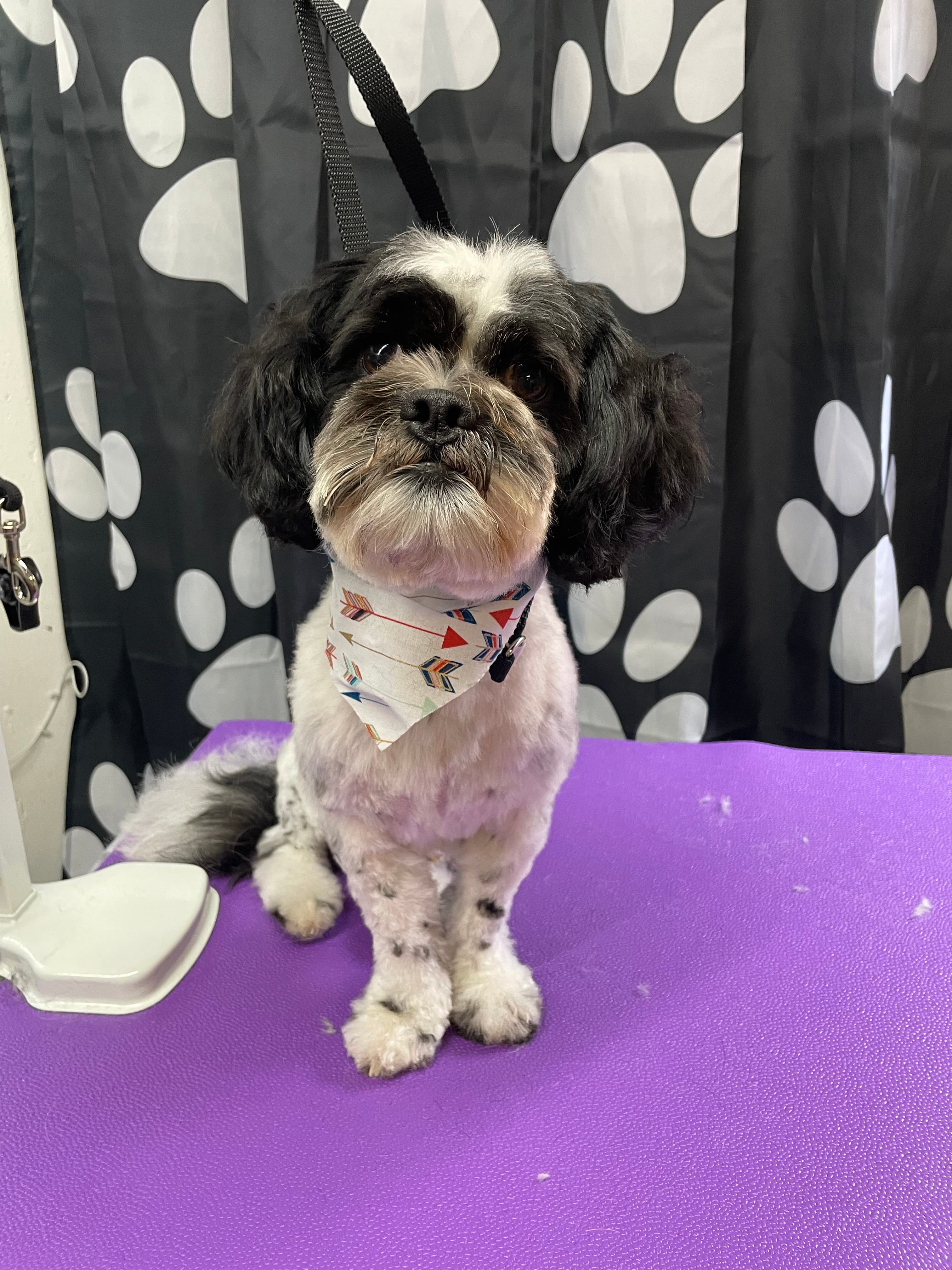 Three Little Birds Grooming - Pet groomer in Montgomery, IL