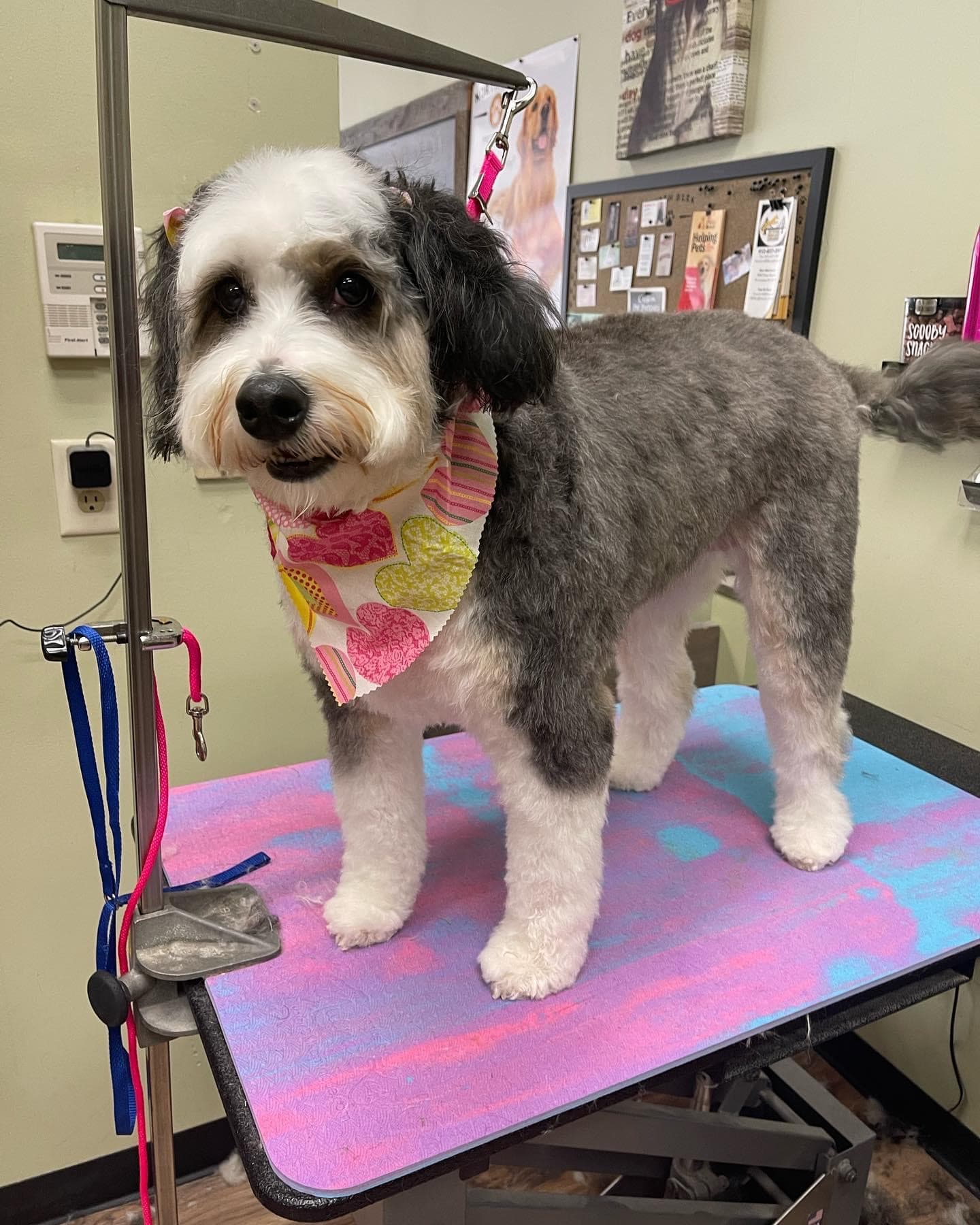 North Bark Pet Salon - Pet groomer in Pittsburgh, PA