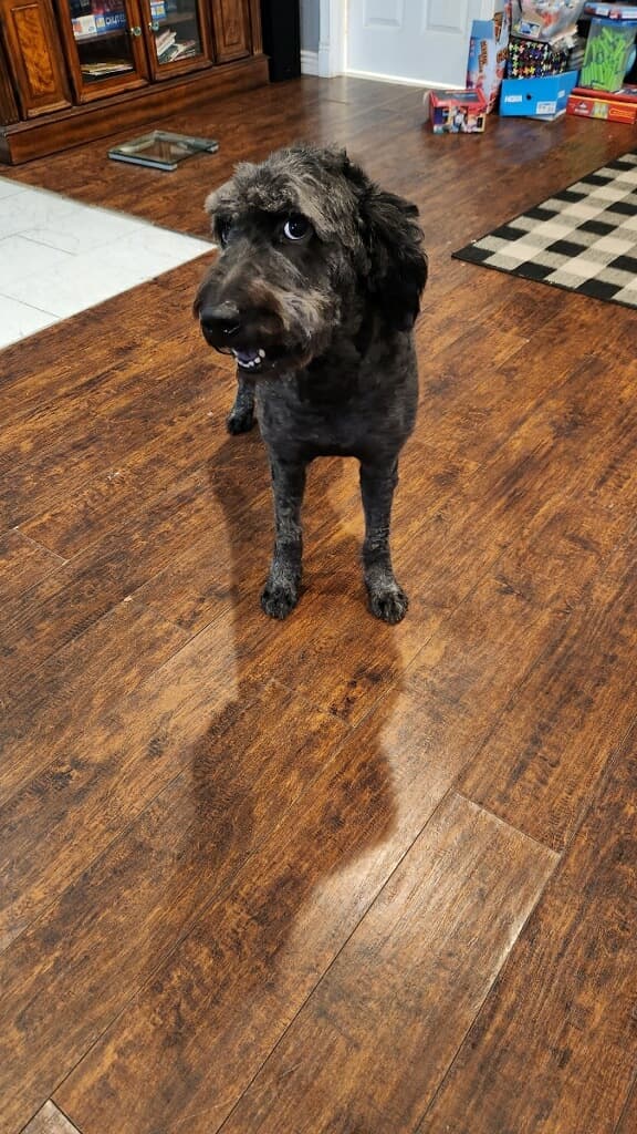 Canine Image Grooming - Pet groomer in San Diego, CA