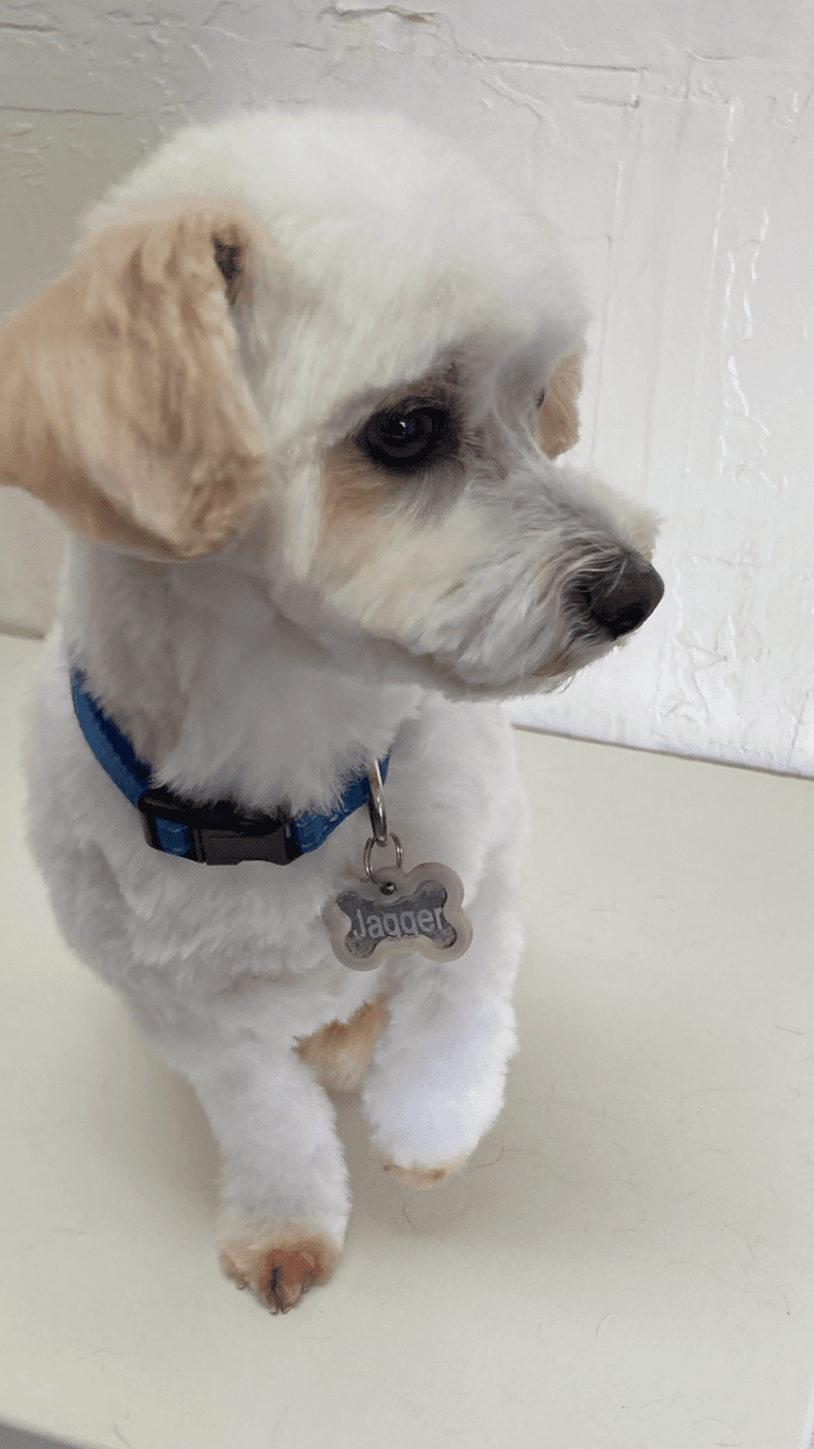 Imelda's Pet Grooming - Pet groomer in San Jose, CA