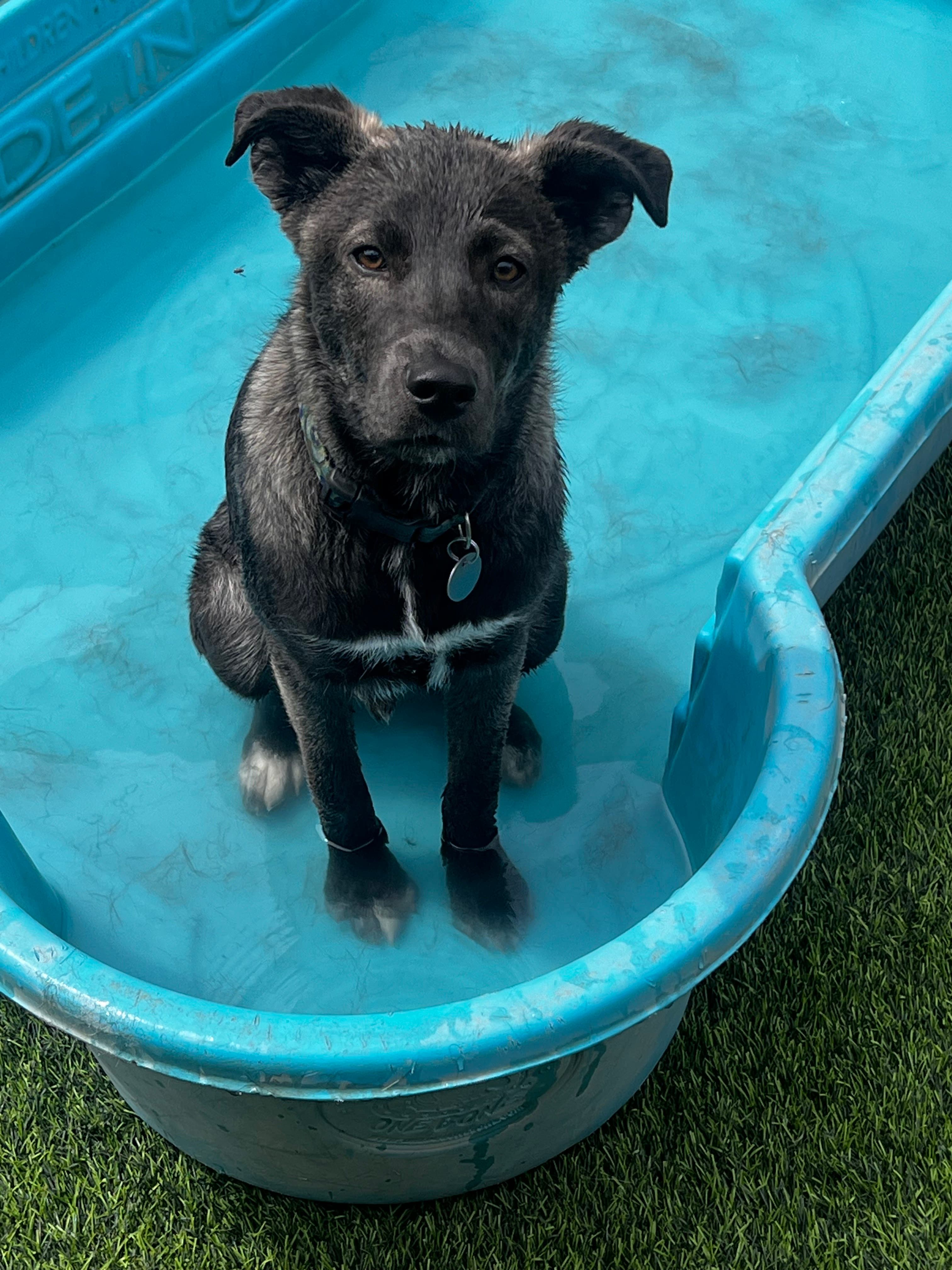 Alta Vista Boarding & Grooming - Pet groomer in Phoenix, AZ