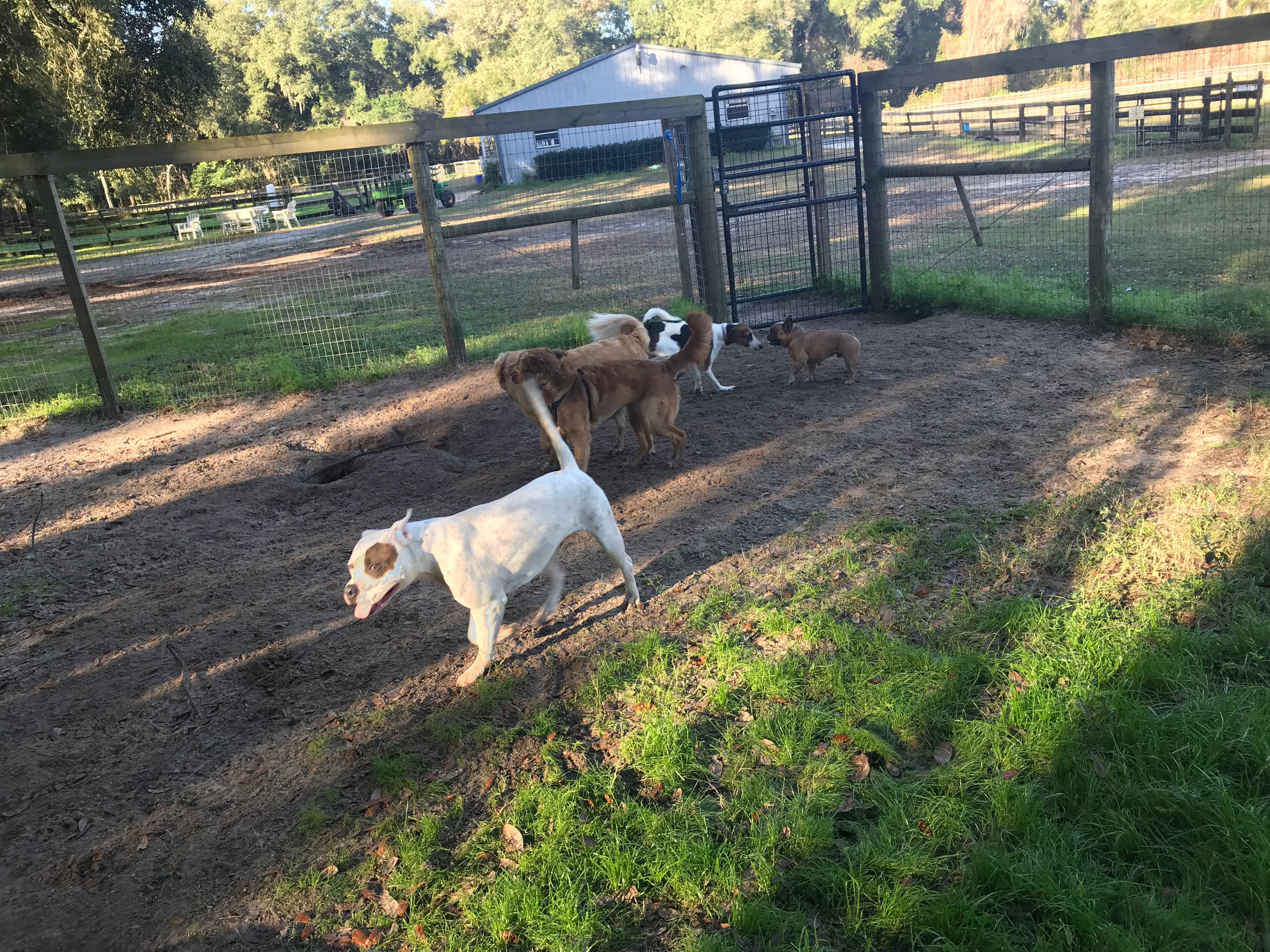 HONEY PAWS DOG BOARDING - Pet groomer in Newberry, FL