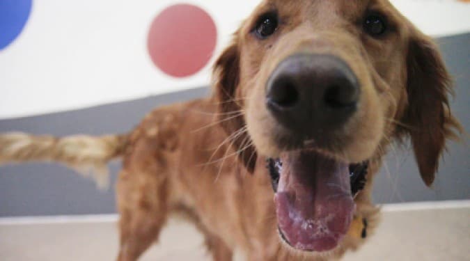 Brian's Kennels Training & Quality Grooming - Pet groomer in Quincy, MA