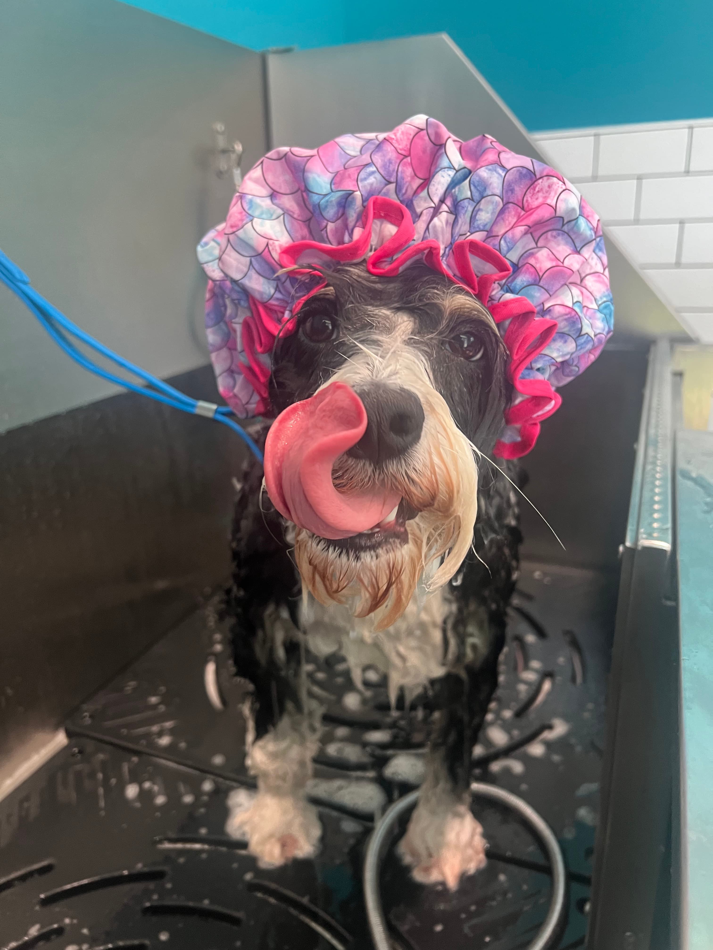 Marissa's Dog Grooming - Pet groomer in Columbus, OH