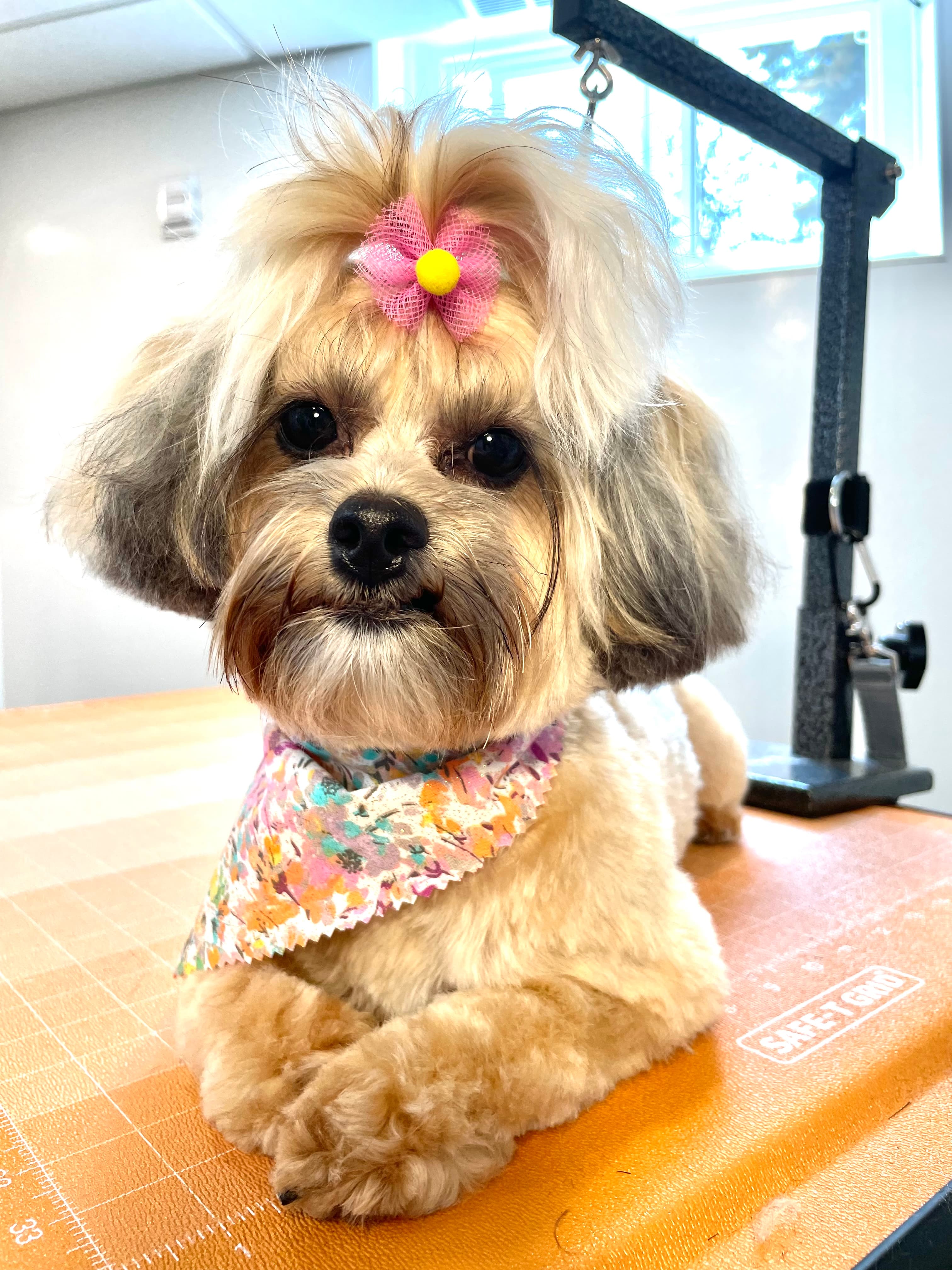 Puppy Love Grooming - Pet groomer in Minneapolis, MN