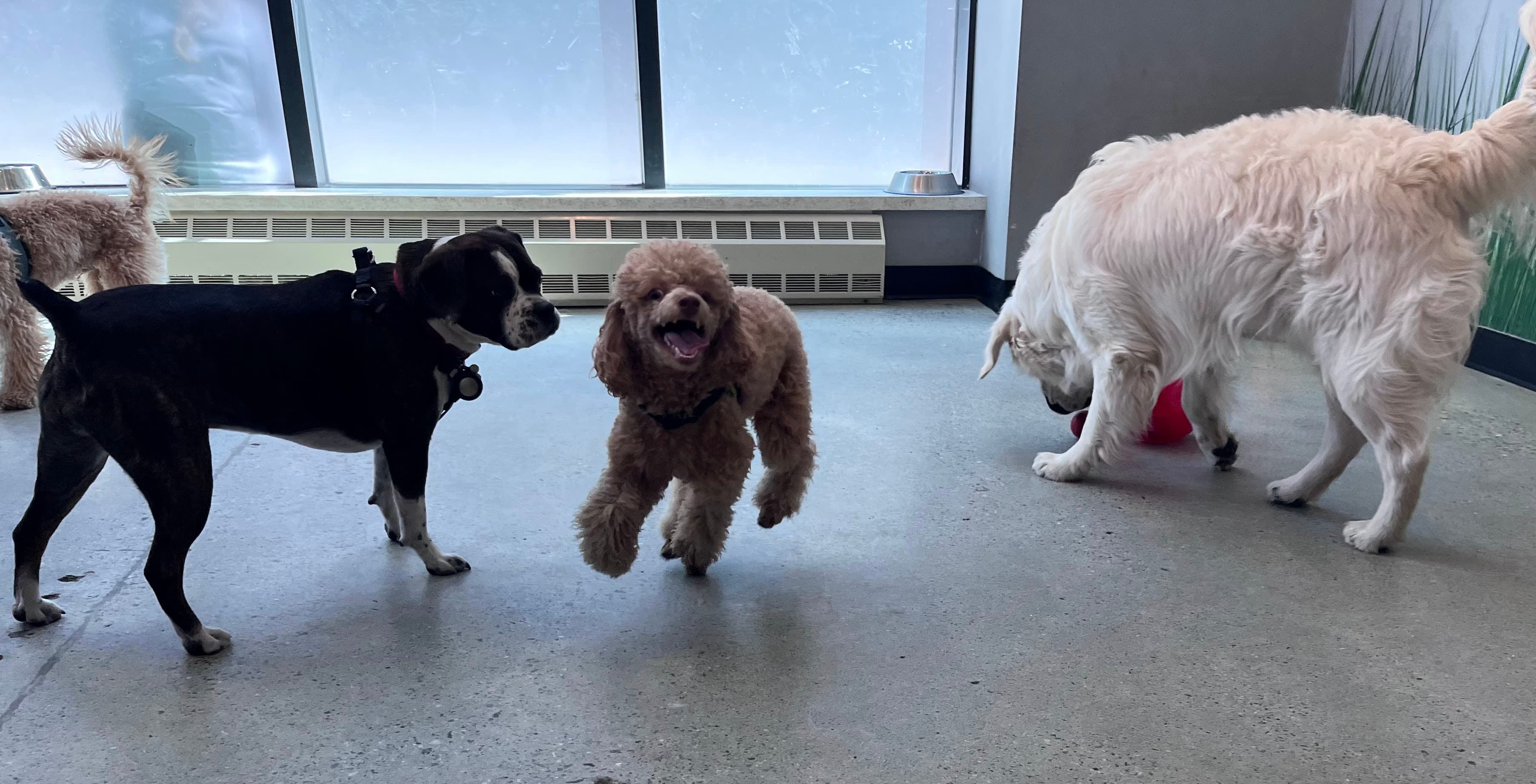 JoJo & Co Pet Club - Pet groomer in Brooklyn, NY