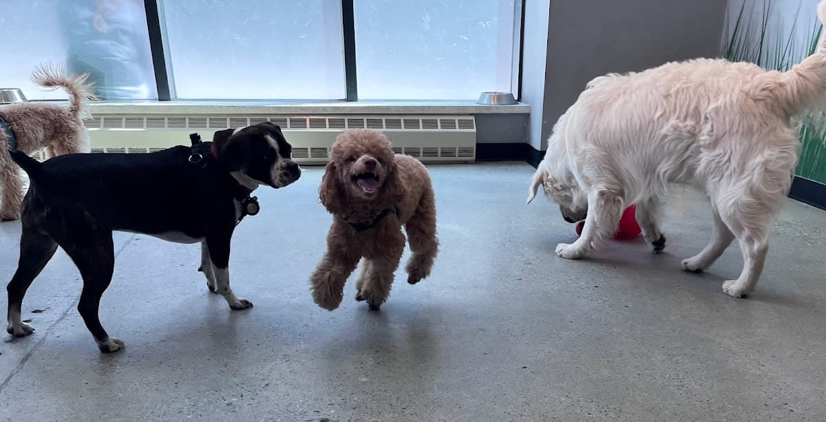 JoJo & Co Pet Club - Pet groomer in Brooklyn, NY