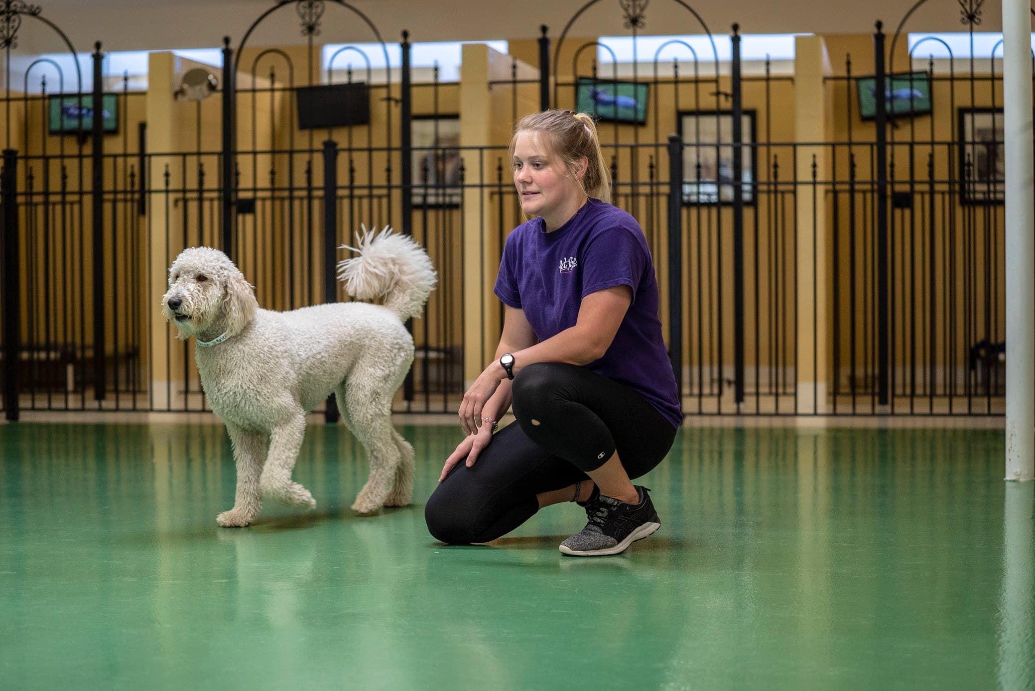 Pet Palace - Indianapolis - Pet groomer in Indianapolis, IN