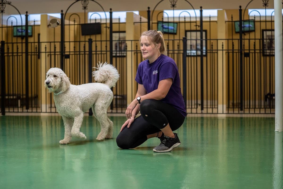 Pet Palace - Indianapolis - Pet groomer in Indianapolis, IN
