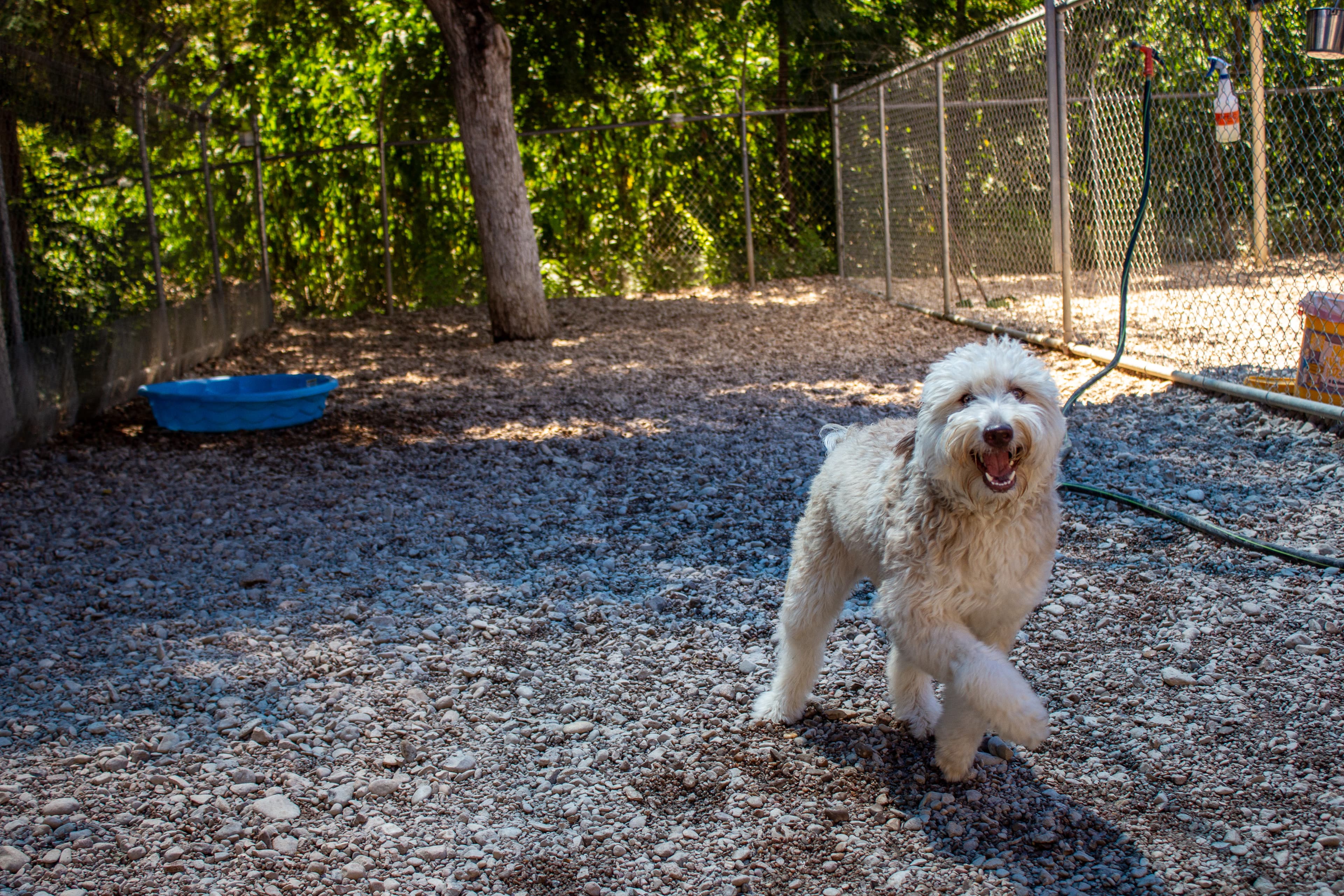 Taurus Academy Lamar - Pet groomer in Austin, TX