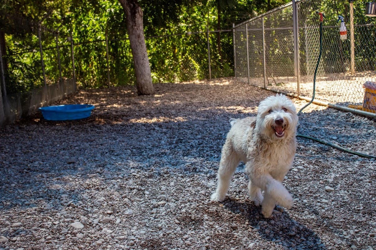 Taurus Academy Lamar - Pet groomer in Austin, TX