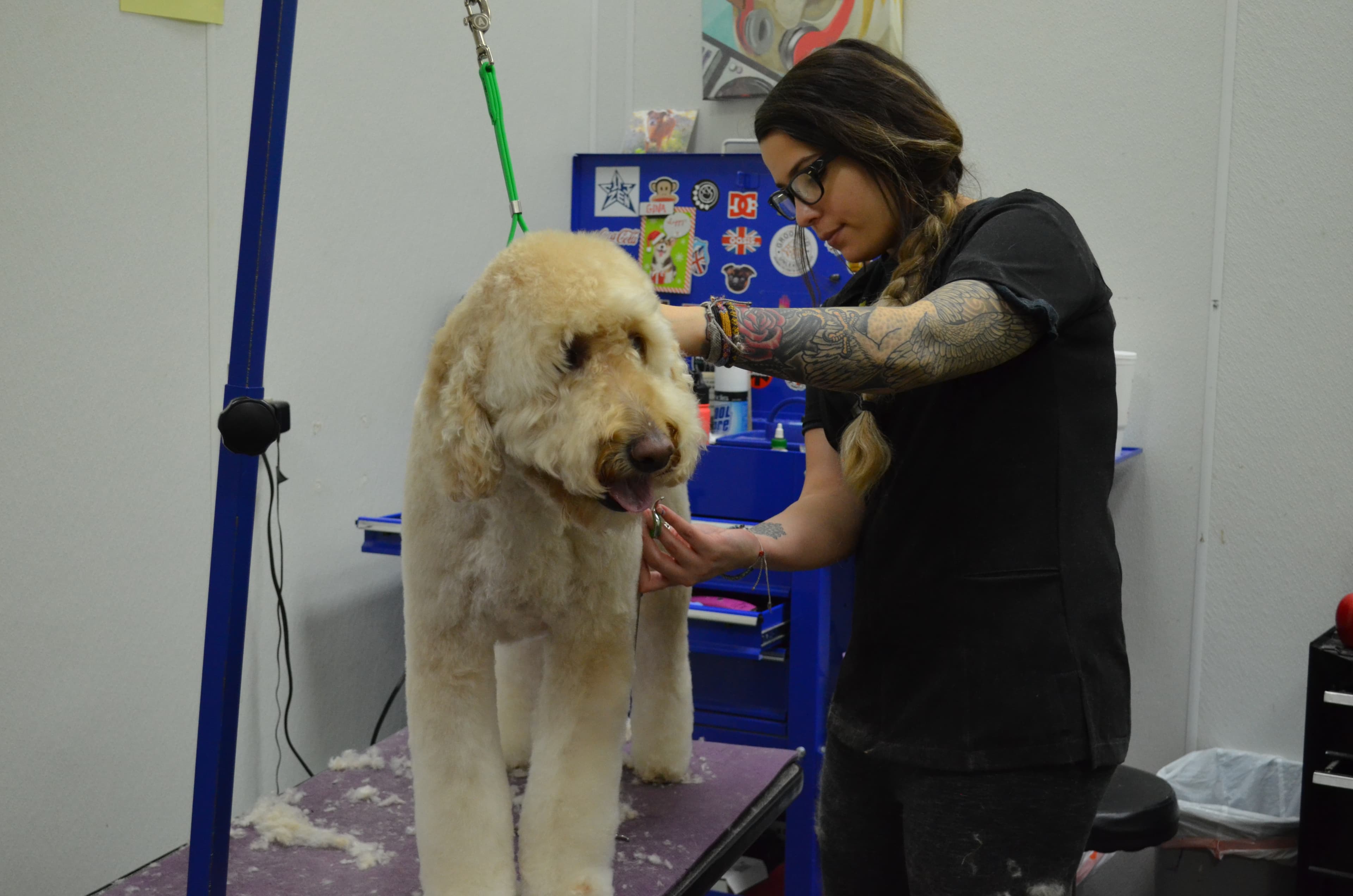 Odissi Pets - Pet groomer in Dallas, TX