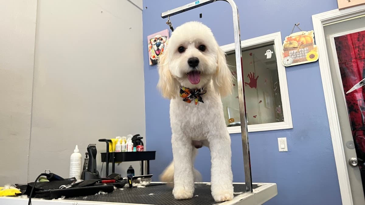 Calis Pet Grooming - Pet groomer in Los Angeles, CA