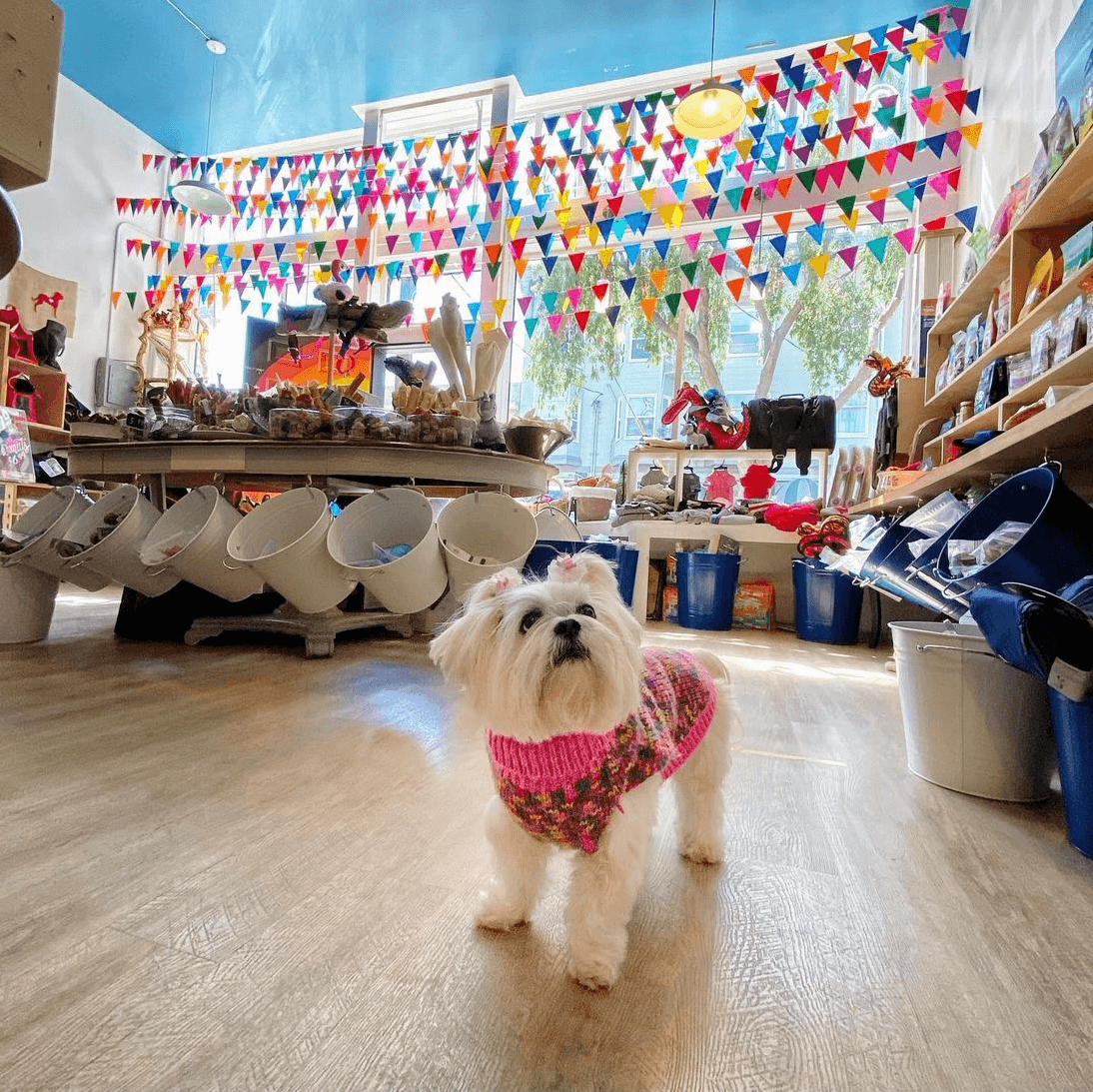 Cole Valley Pets - Pet groomer in San Francisco, CA