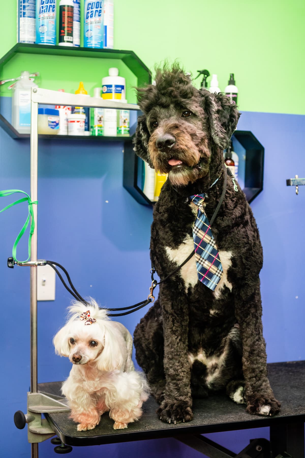 PupStars Pet Care - Pet groomer in Chicago, IL